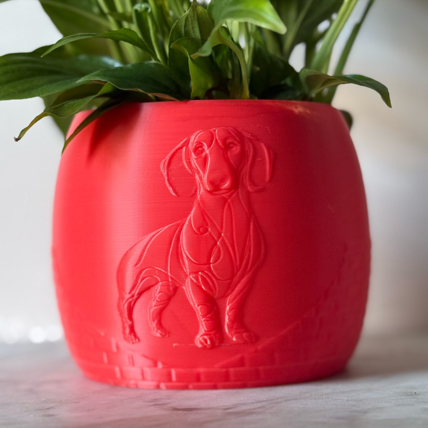 Green potted plant in a red plant pot with an embossed Sausage Dog standing on a marble surface