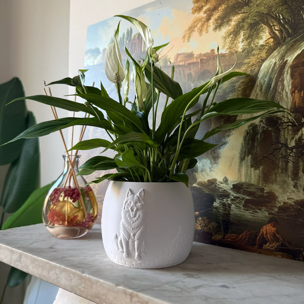 Green potted plant in a white plant pot with an embossed Husky standing on a marble surface