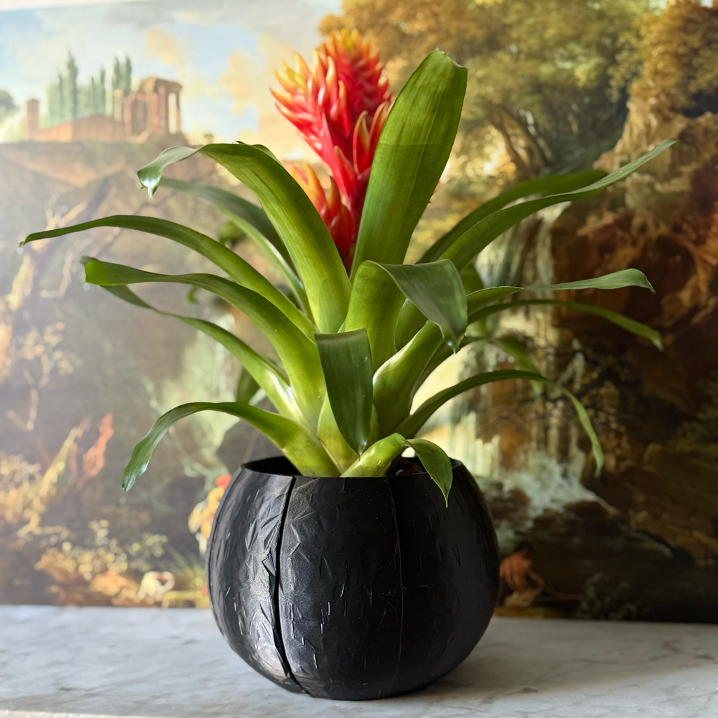 Self-Watering Coconut Plant Pot - Large - All Colours