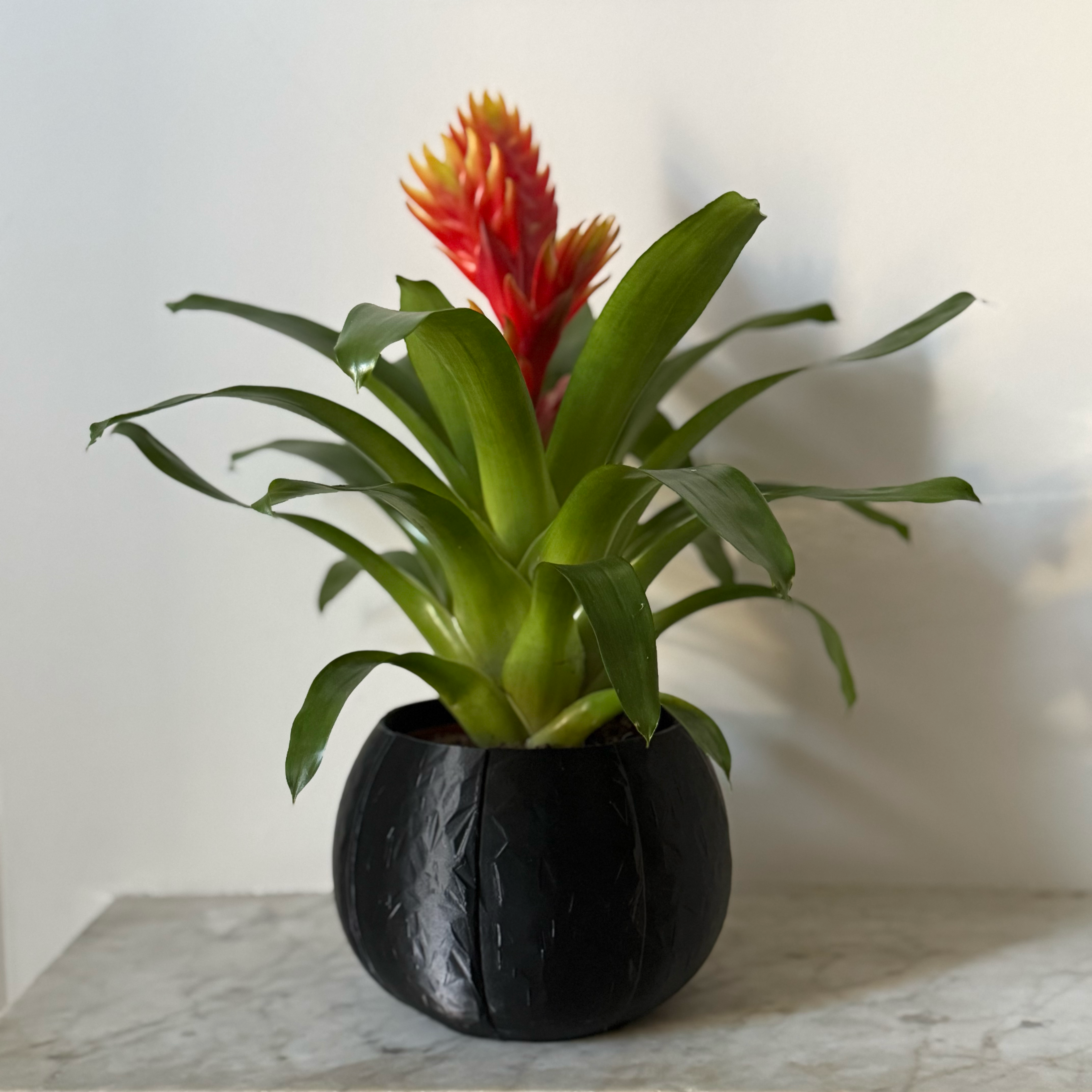 Self-Watering Coconut Plant Pot - Large - All Colours