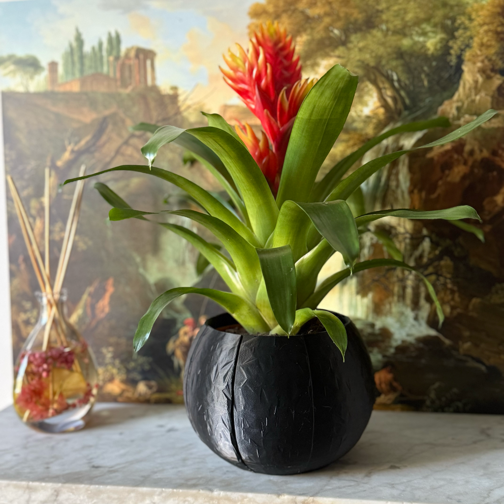 Self-Watering Coconut Plant Pot - Large - All Colours