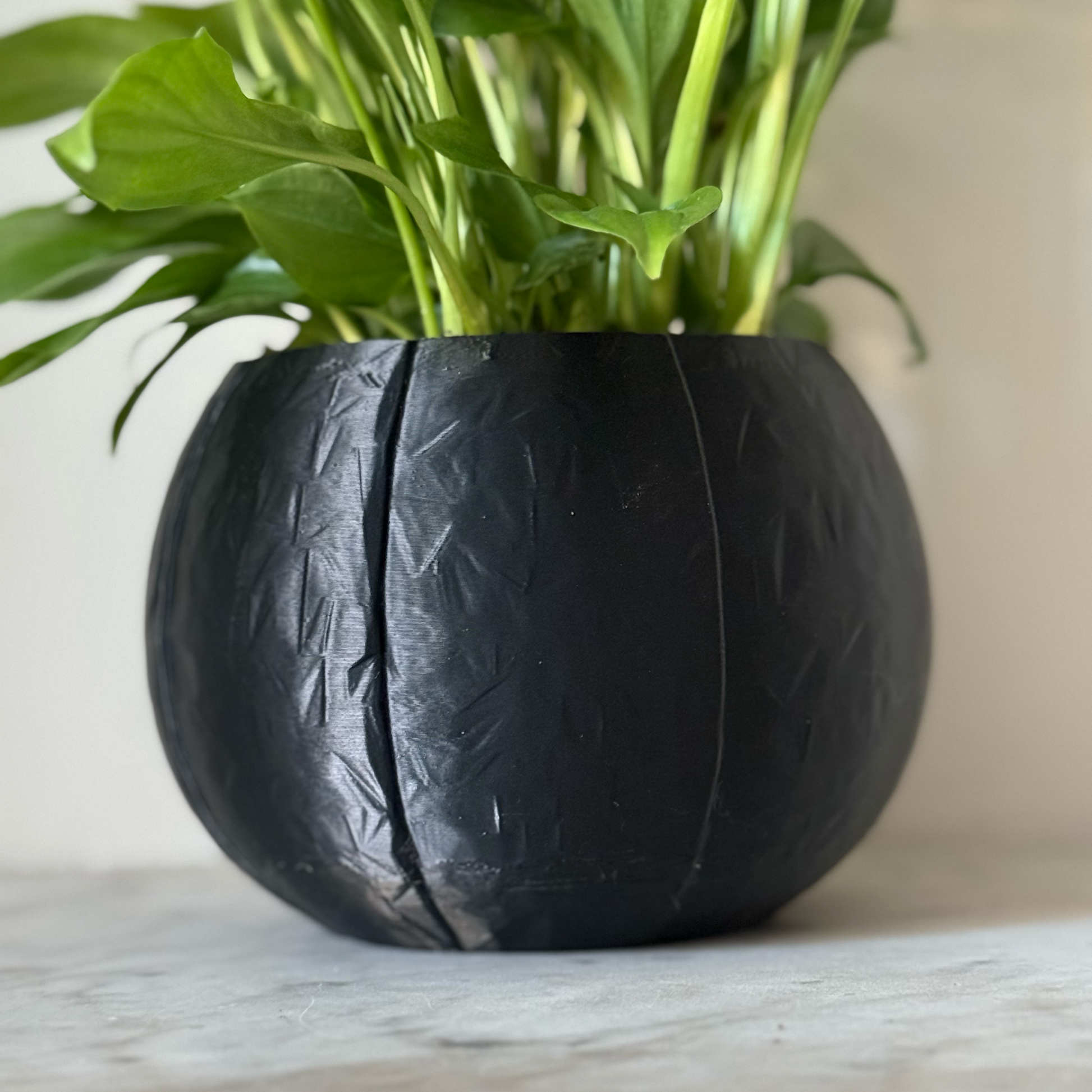Potted plant in a black plant pot on a marble surface against a white background