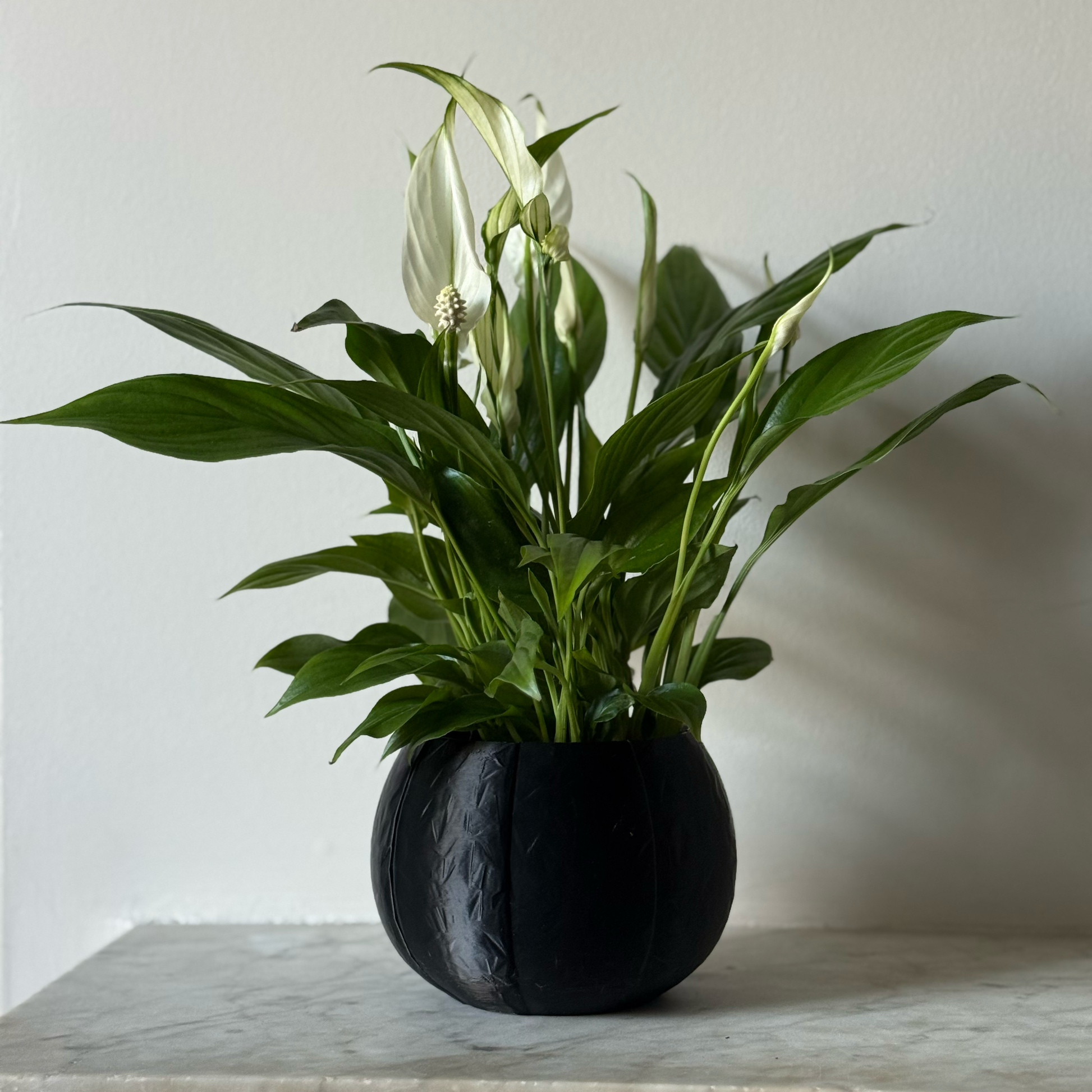 Potted plant in a black plant pot on a marble surface against a white background