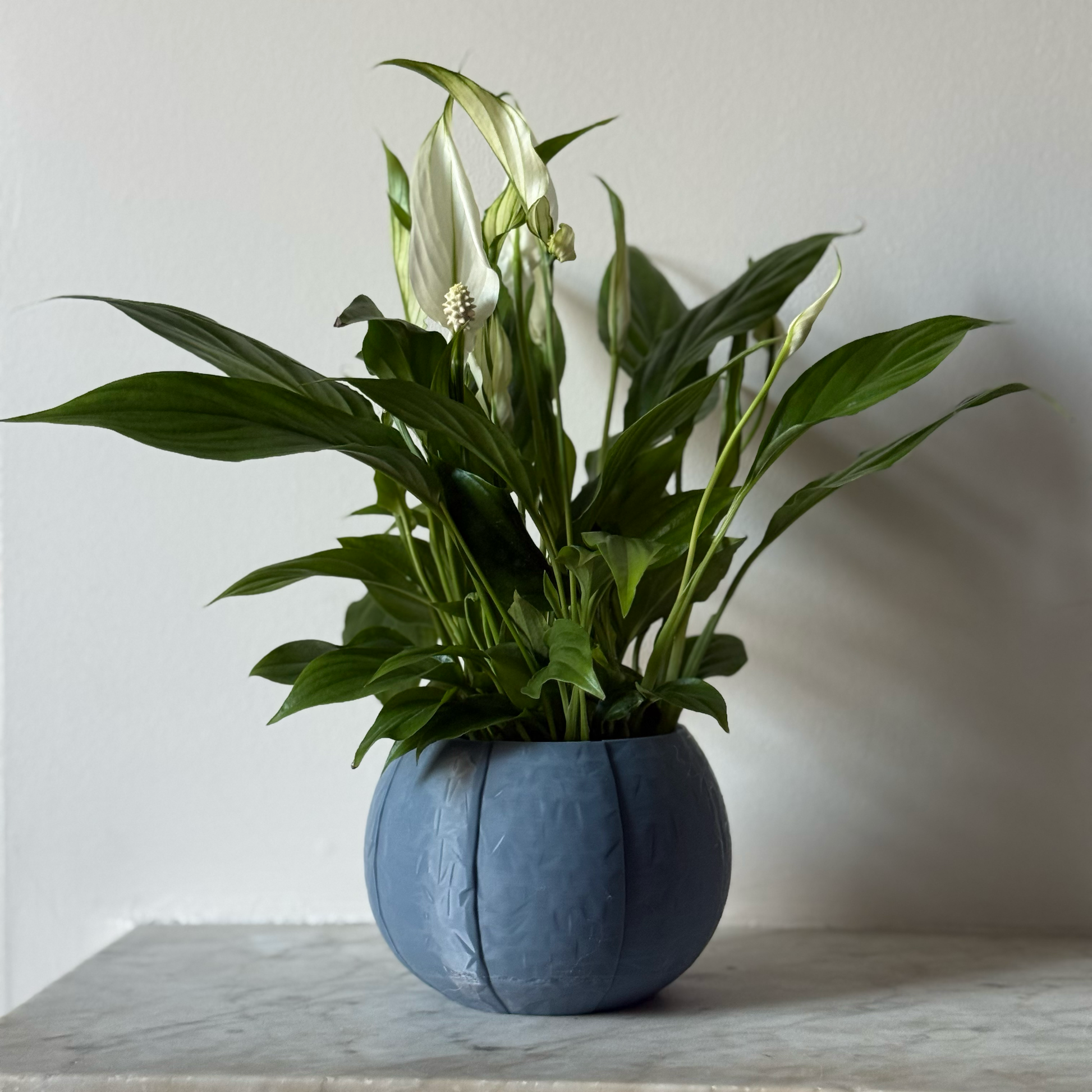 Potted plant in a blue-grey plant pot on a marble surface against a white background