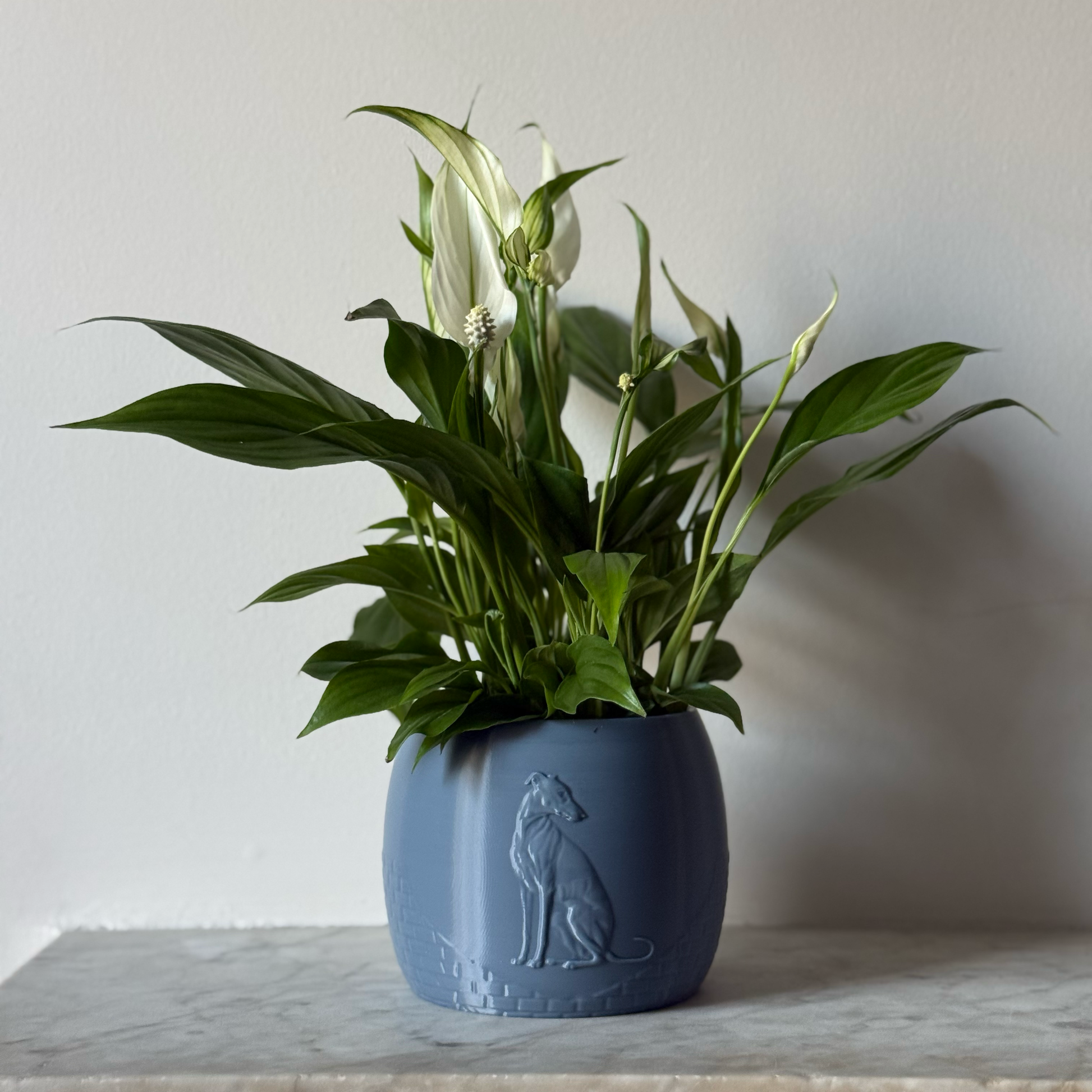 Green potted plant in a blue-grey plant pot with an embossed Greyhound standing on a marble surface