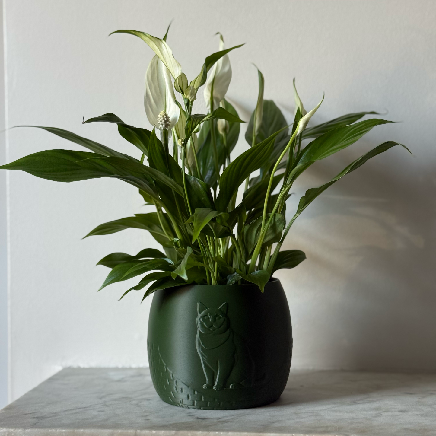 Green potted plant in a green plant pot with an embossed British Shorthair standing on a marble surface