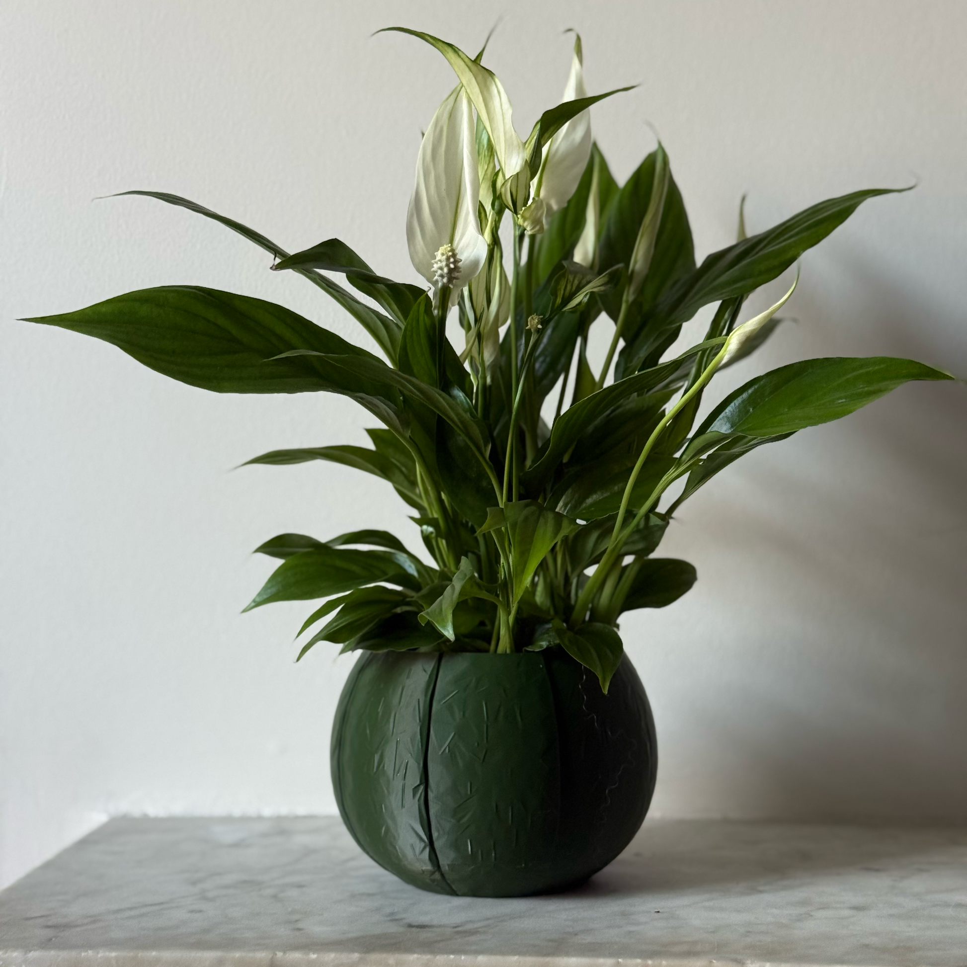 Potted plant in a green plant pot on a marble surface against a white background
