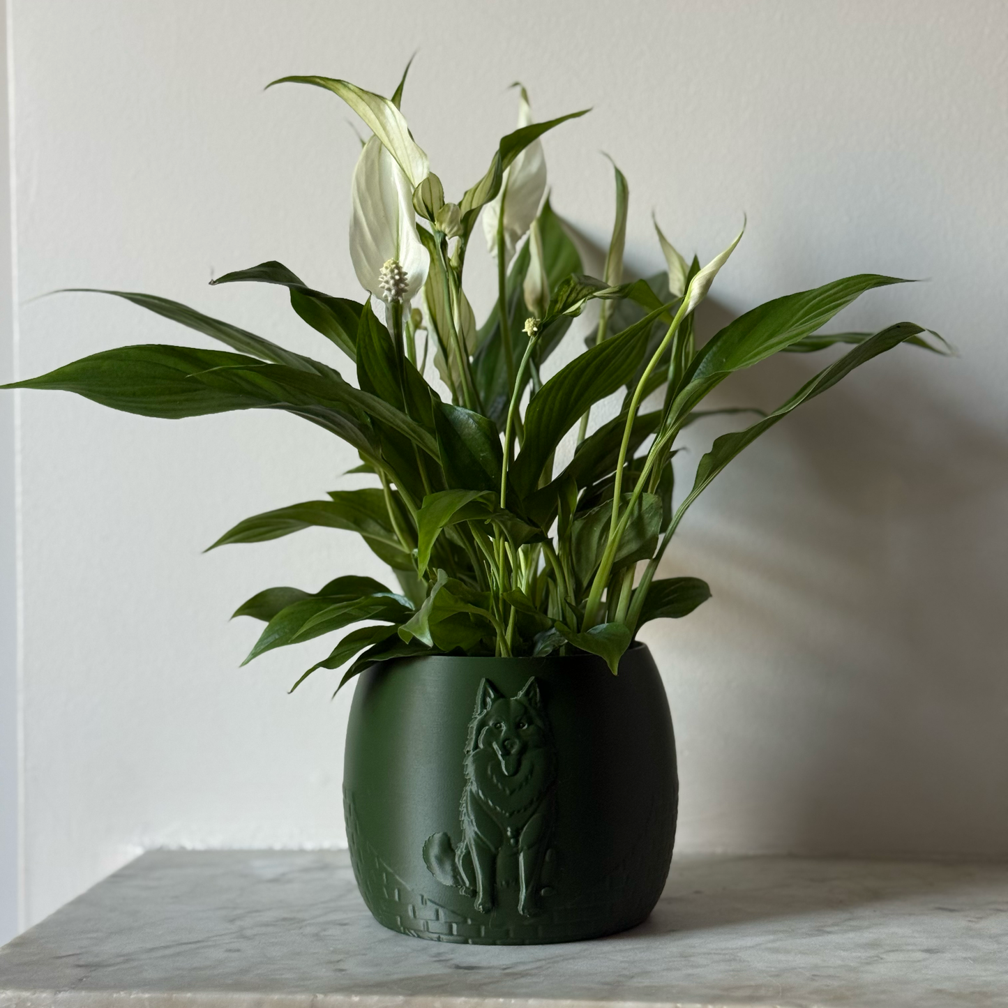 Green potted plant in a green plant pot with an embossed Husky standing on a marble surface