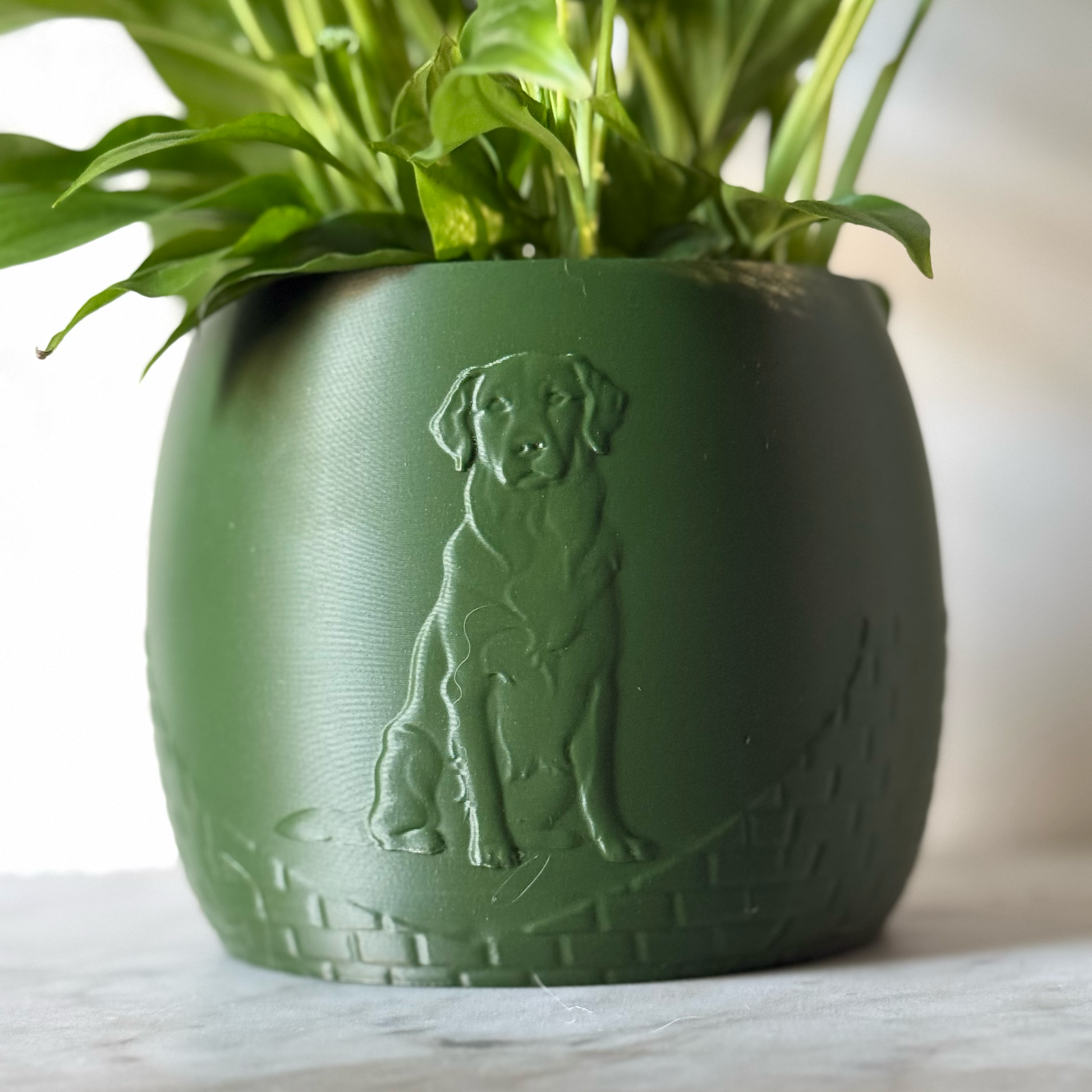 Green potted plant in a green plant pot with an embossed Labrador standing on a marble surface