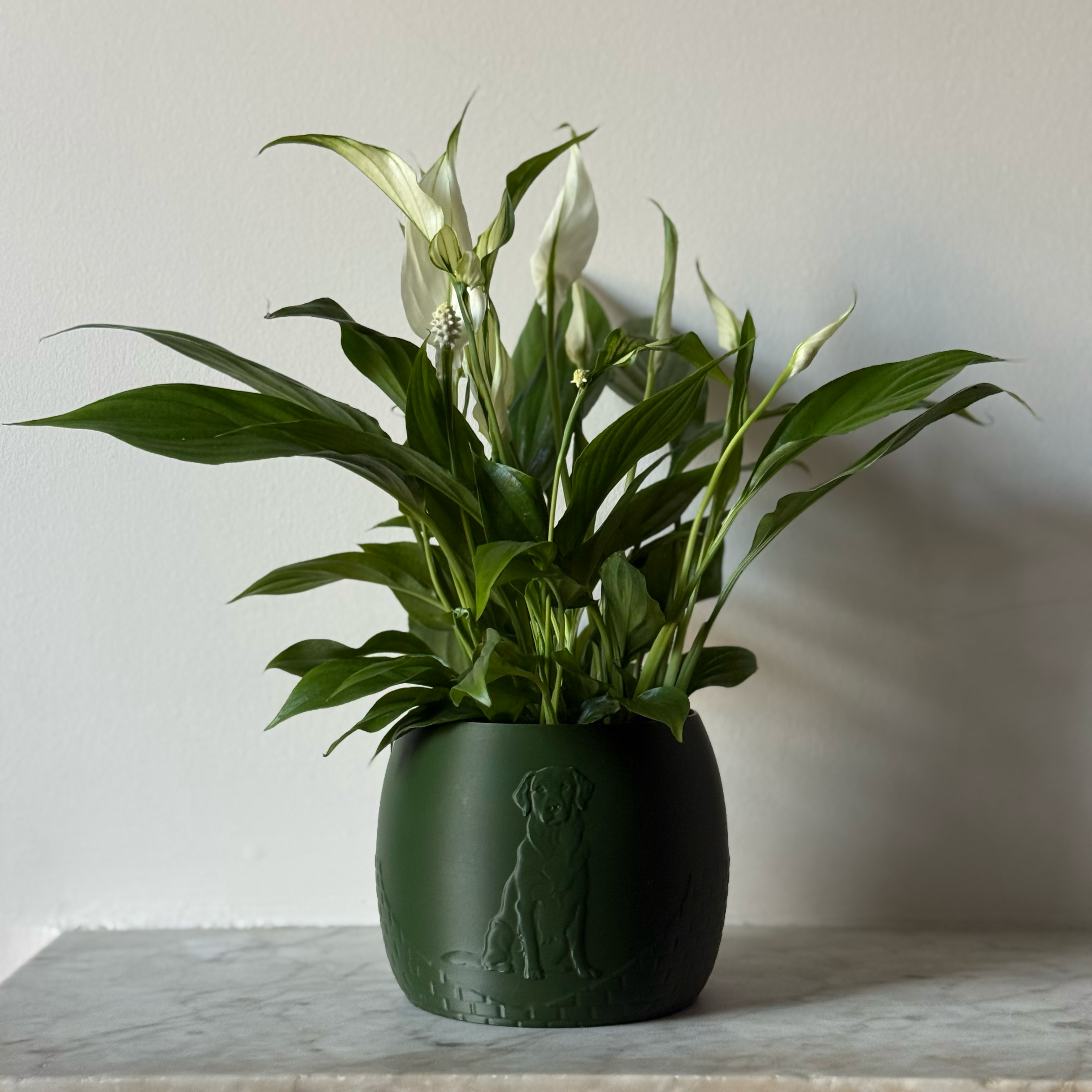 Green potted plant in a green plant pot with an embossed Labrador standing on a marble surface