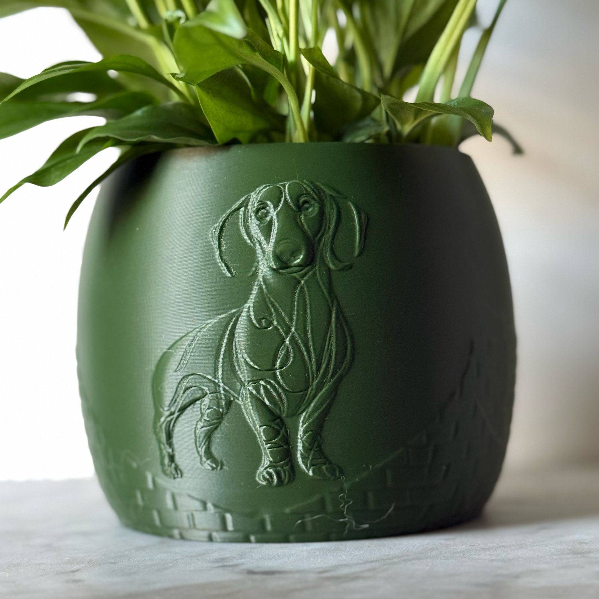 Green potted plant in a green plant pot with an embossed Sausage Dog standing on a marble surface