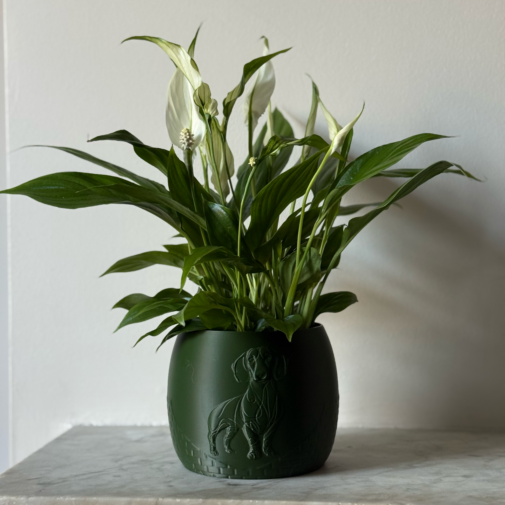 Green potted plant in a green plant pot with an embossed Sausage Dog standing on a marble surface