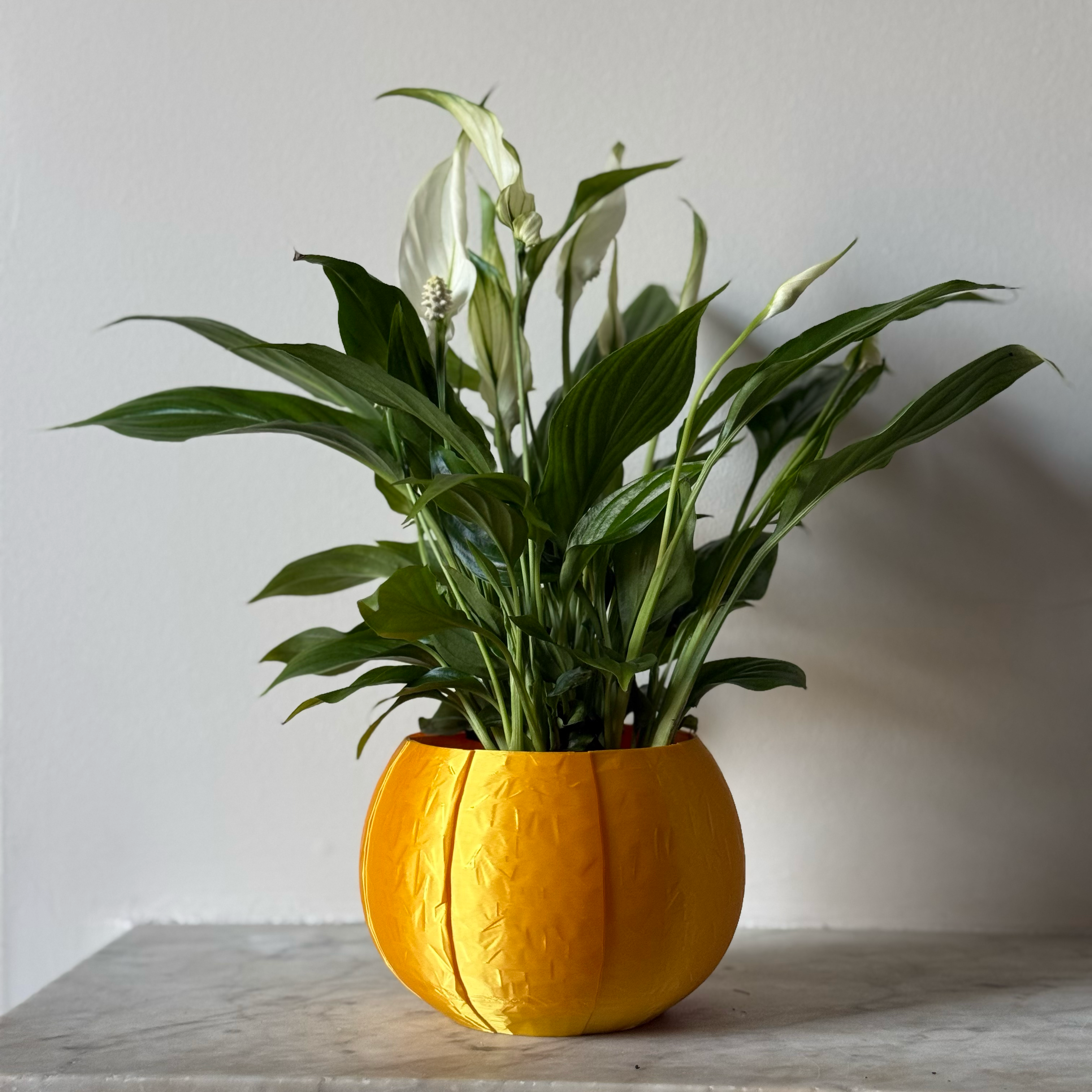 Potted plant in a gold plant pot on a marble surface against a white background