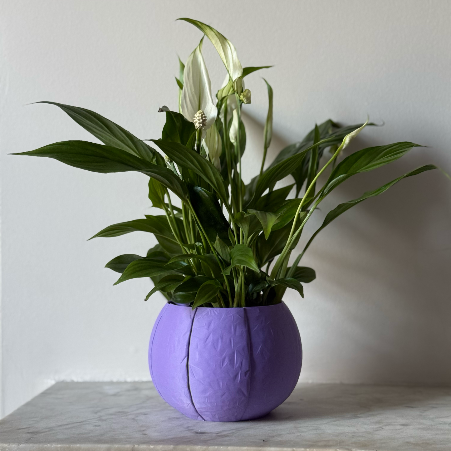 Potted plant in a purple plant pot on a marble surface against a white background
