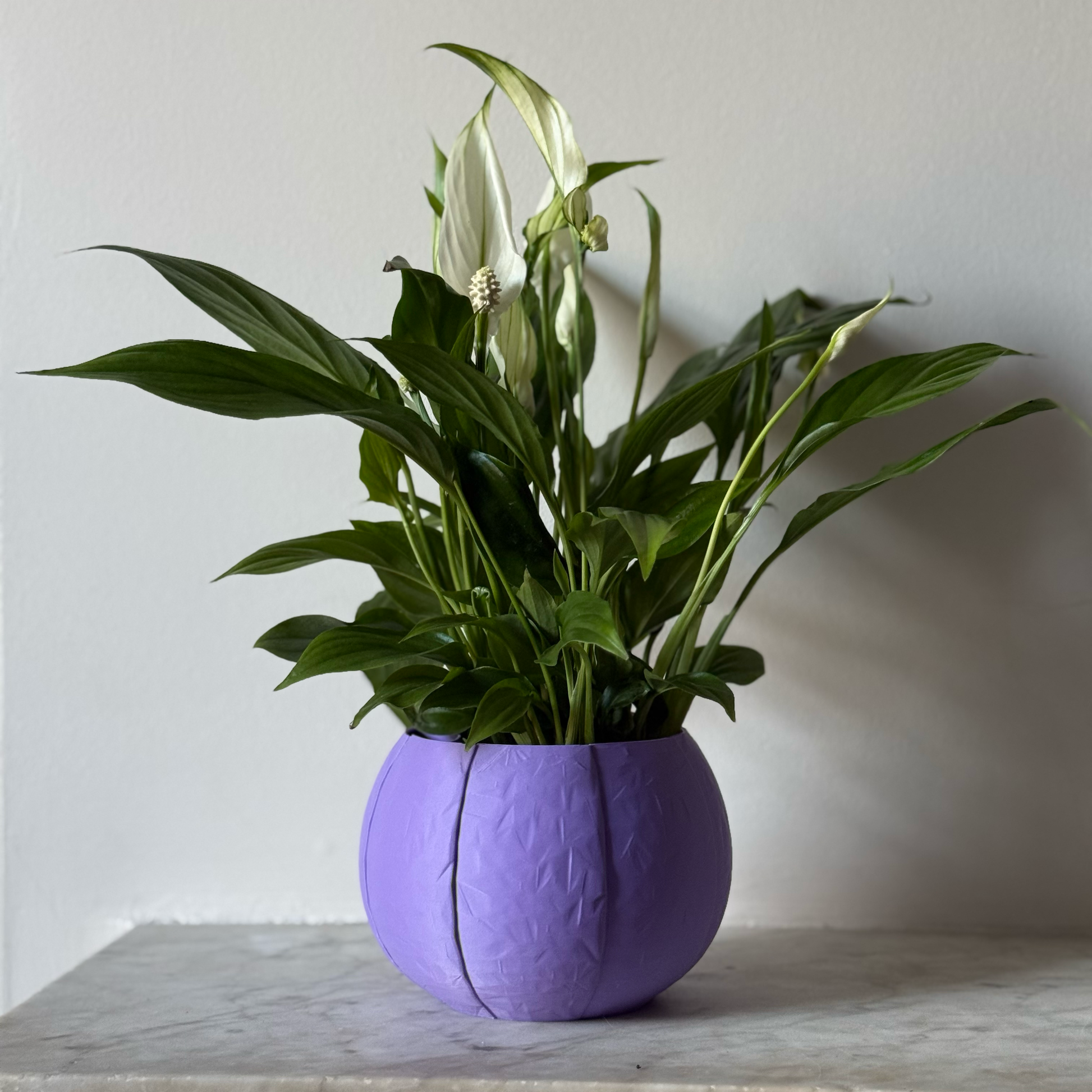 Potted plant in a purple plant pot on a marble surface against a white background