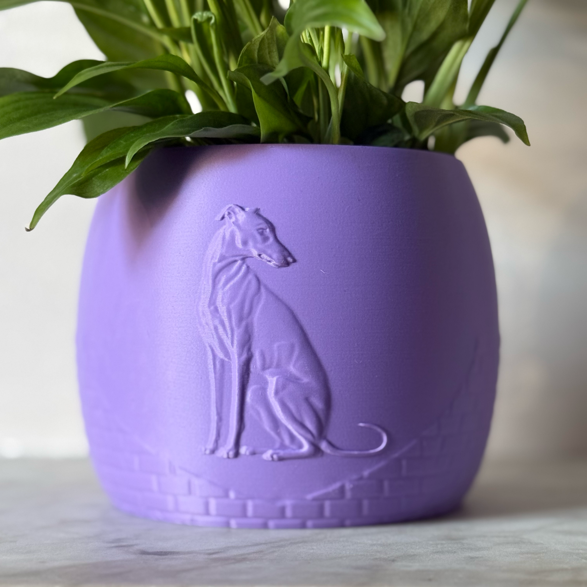 Green potted plant in a purple plant pot with an embossed Greyhound standing on a marble surface