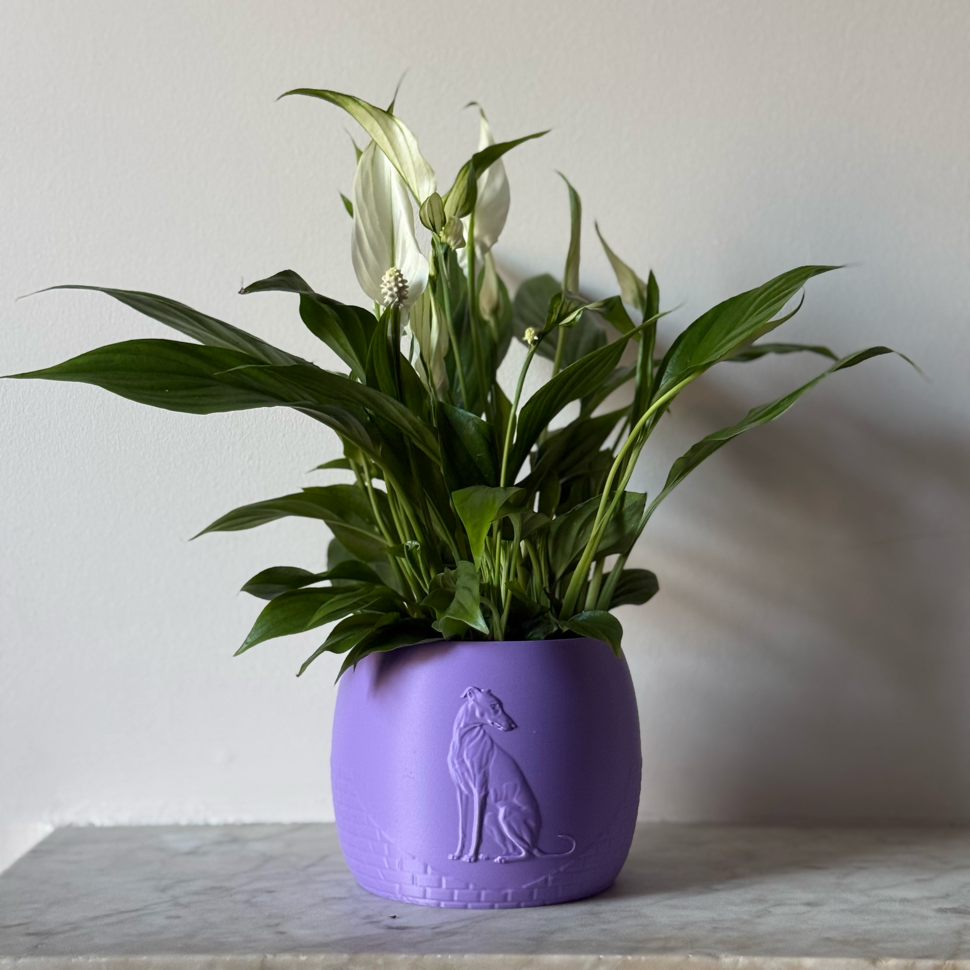 Green potted plant in a purple plant pot with an embossed Greyhound standing on a marble surface