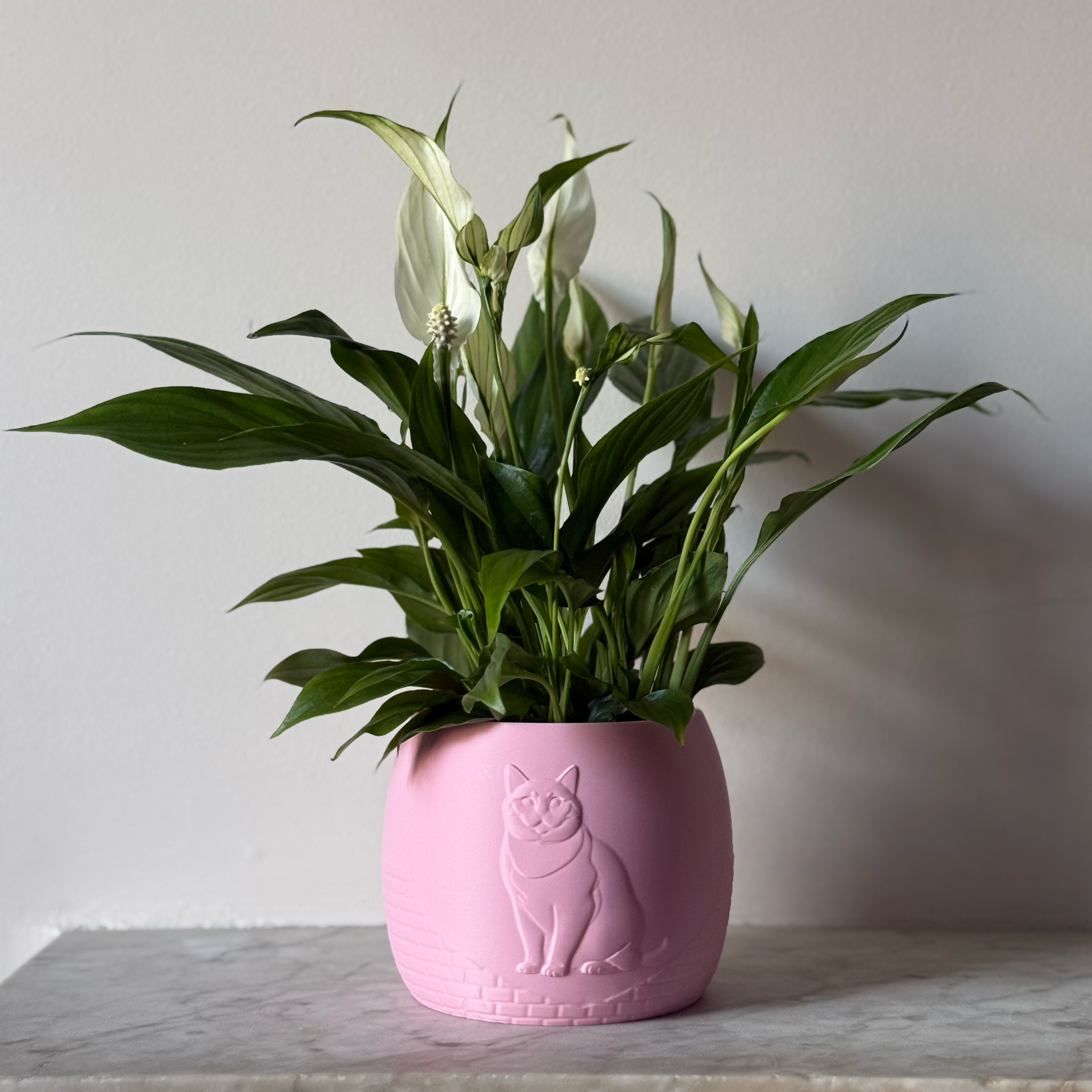 Green potted plant in a pink plant pot with an embossed British Shorthair standing on a marble surface