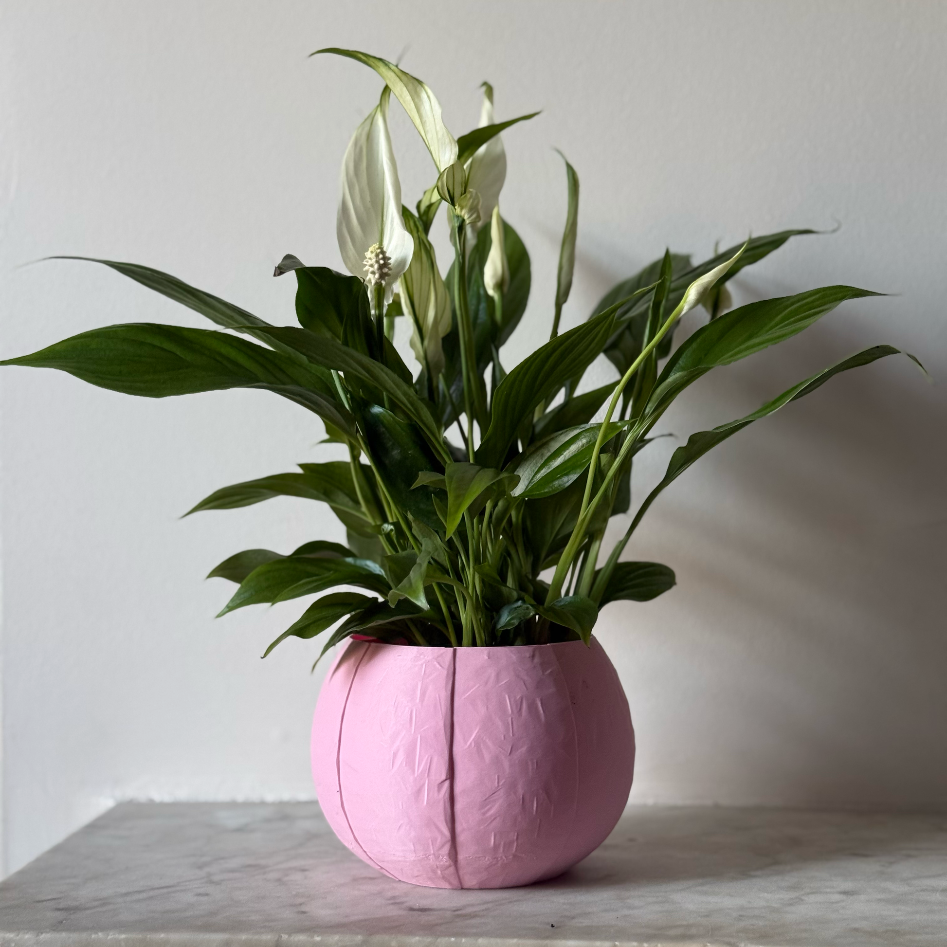 Potted plant in a pink plant pot on a marble surface against a white background