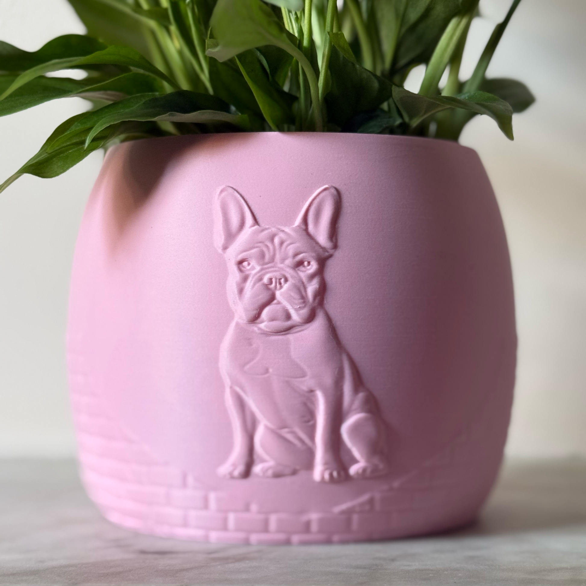 Green potted plant in a pink plant pot with an embossed French Bulldog standing on a marble surface