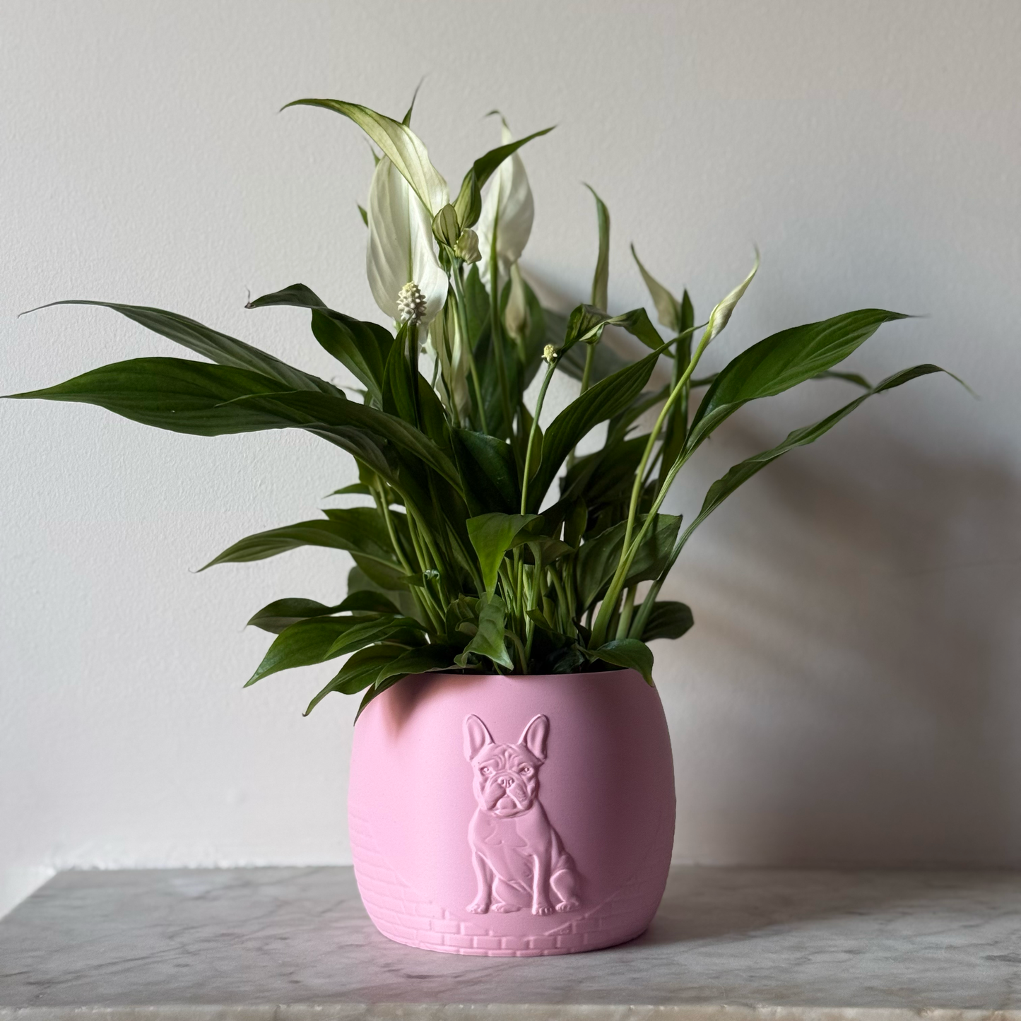 Green potted plant in a pink plant pot with an embossed French Bulldog standing on a marble surface