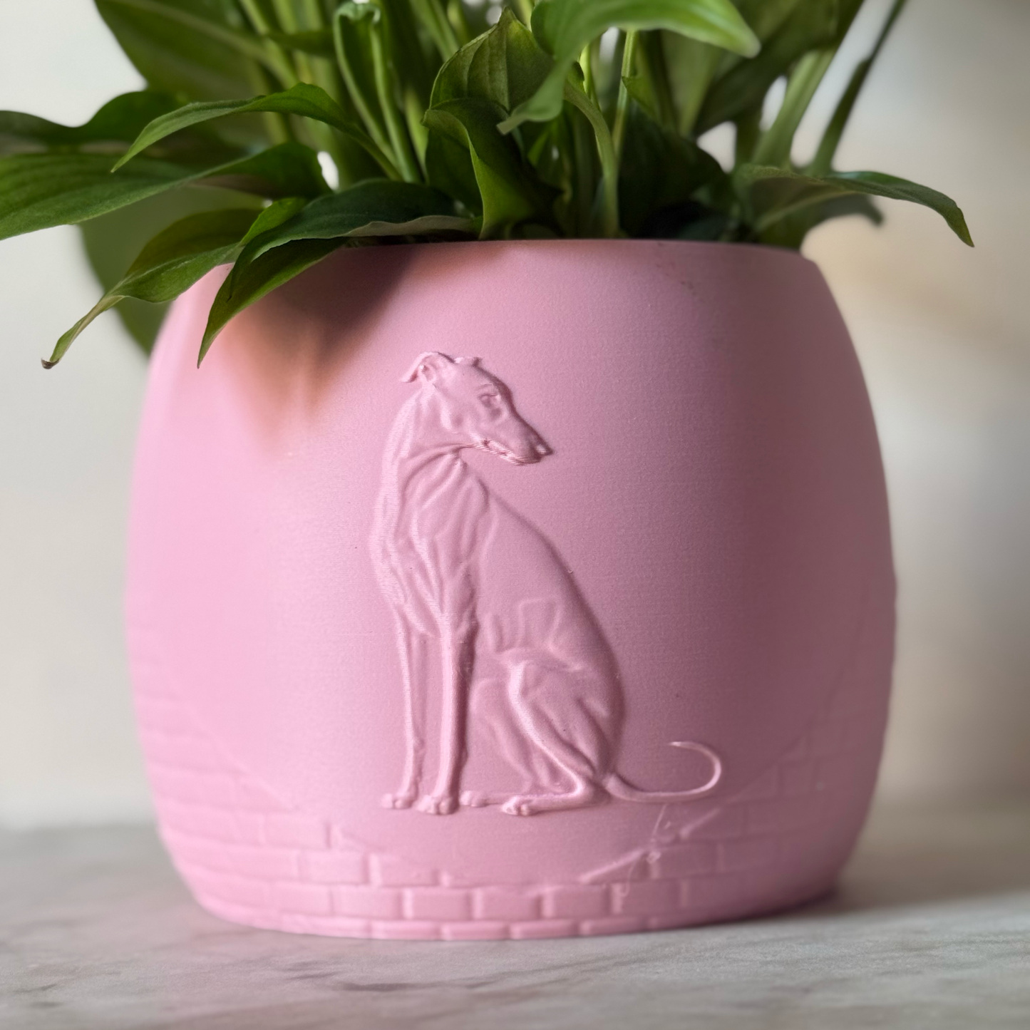 Green potted plant in a pink plant pot with an embossed Greyhound standing on a marble surface