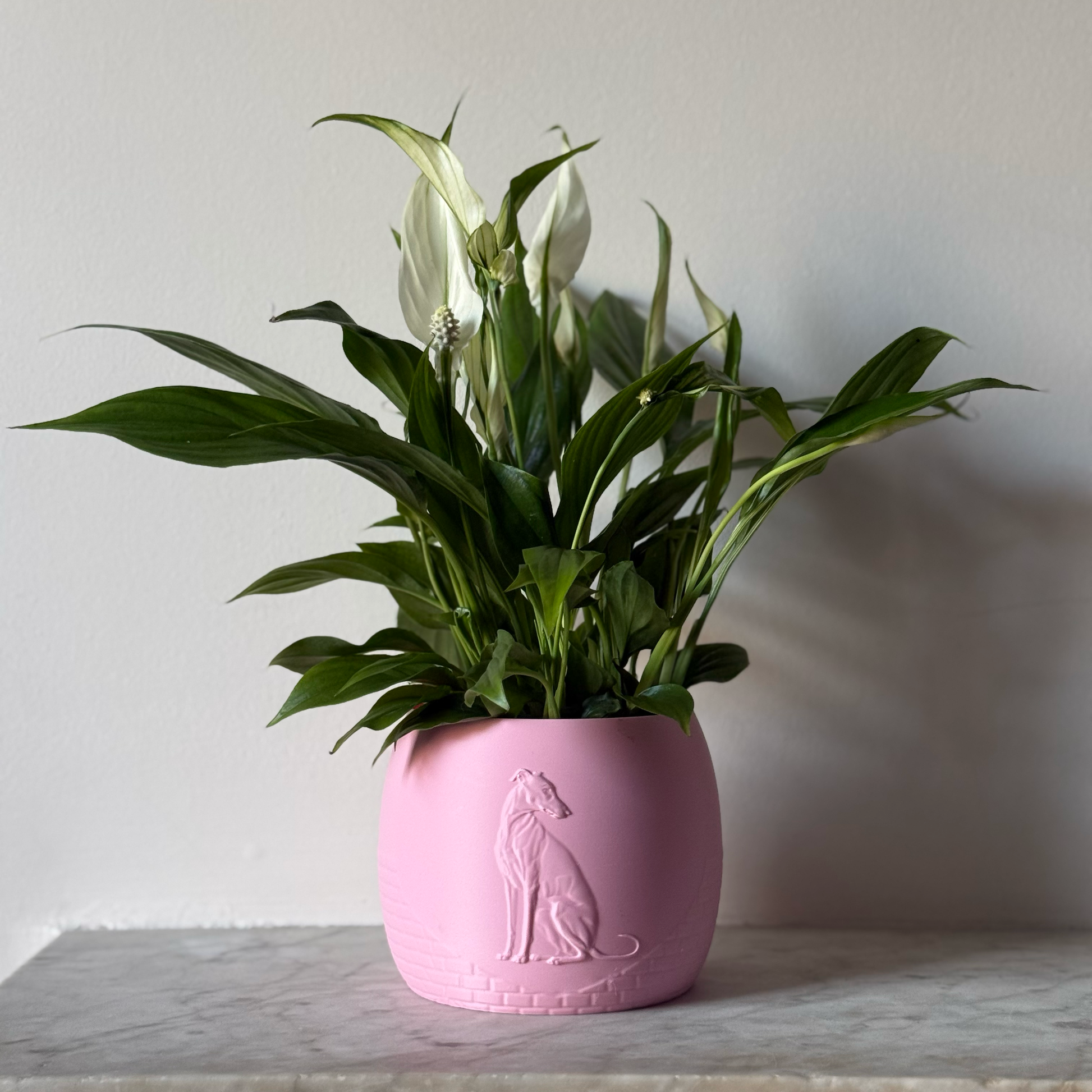 Green potted plant in a pink plant pot with an embossed Greyhound standing on a marble surface