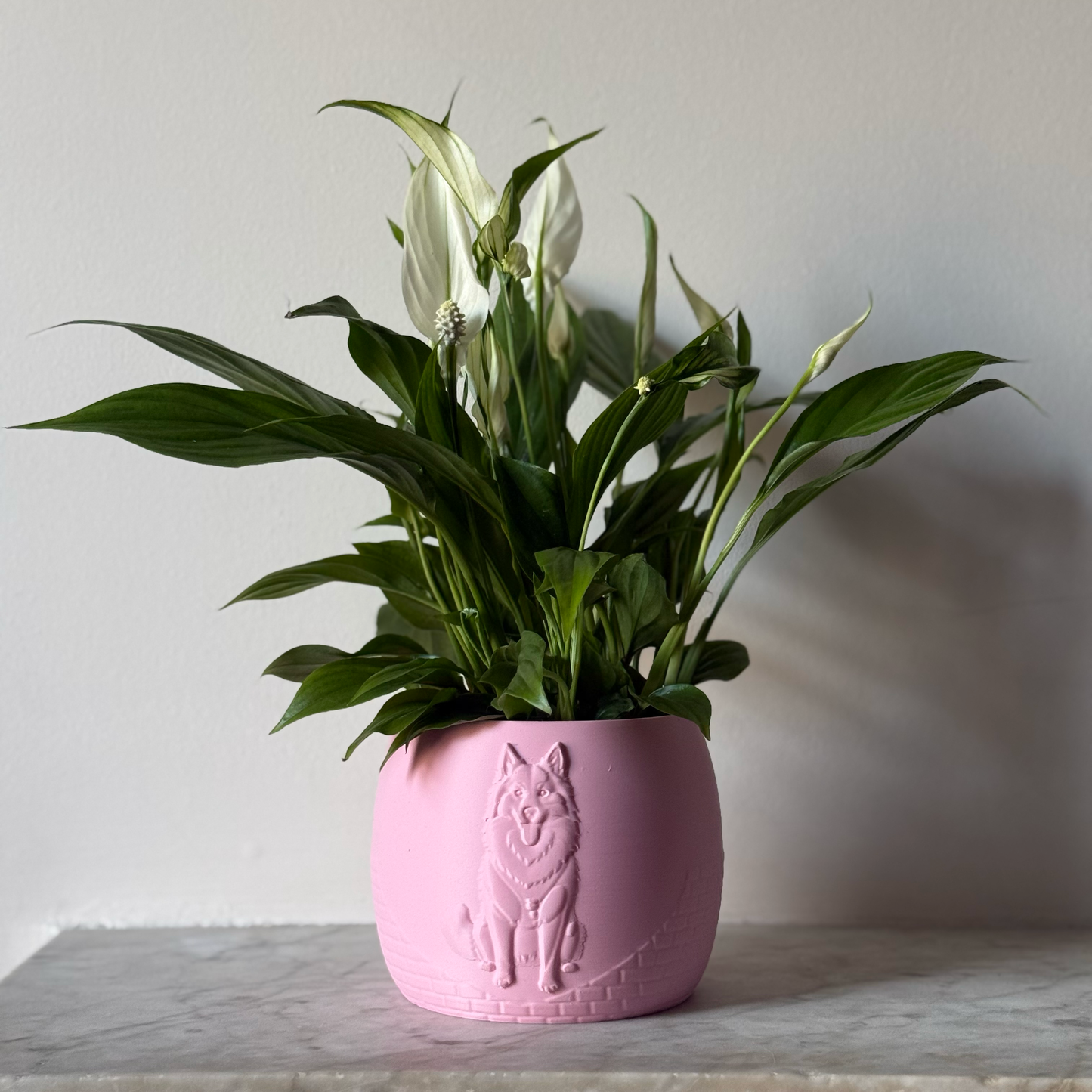 Green potted plant in a pink plant pot with an embossed Husky standing on a marble surface