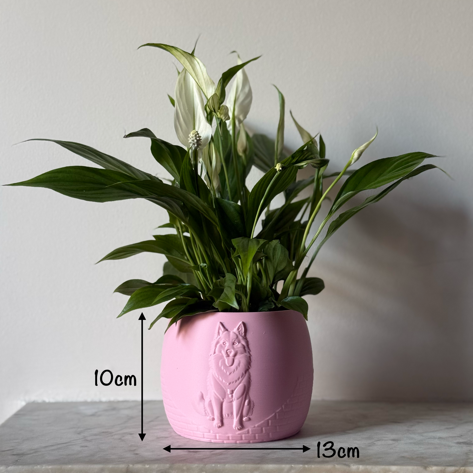 Green potted plant in a pink plant pot with an embossed Husky standing on a marble surface with measurements