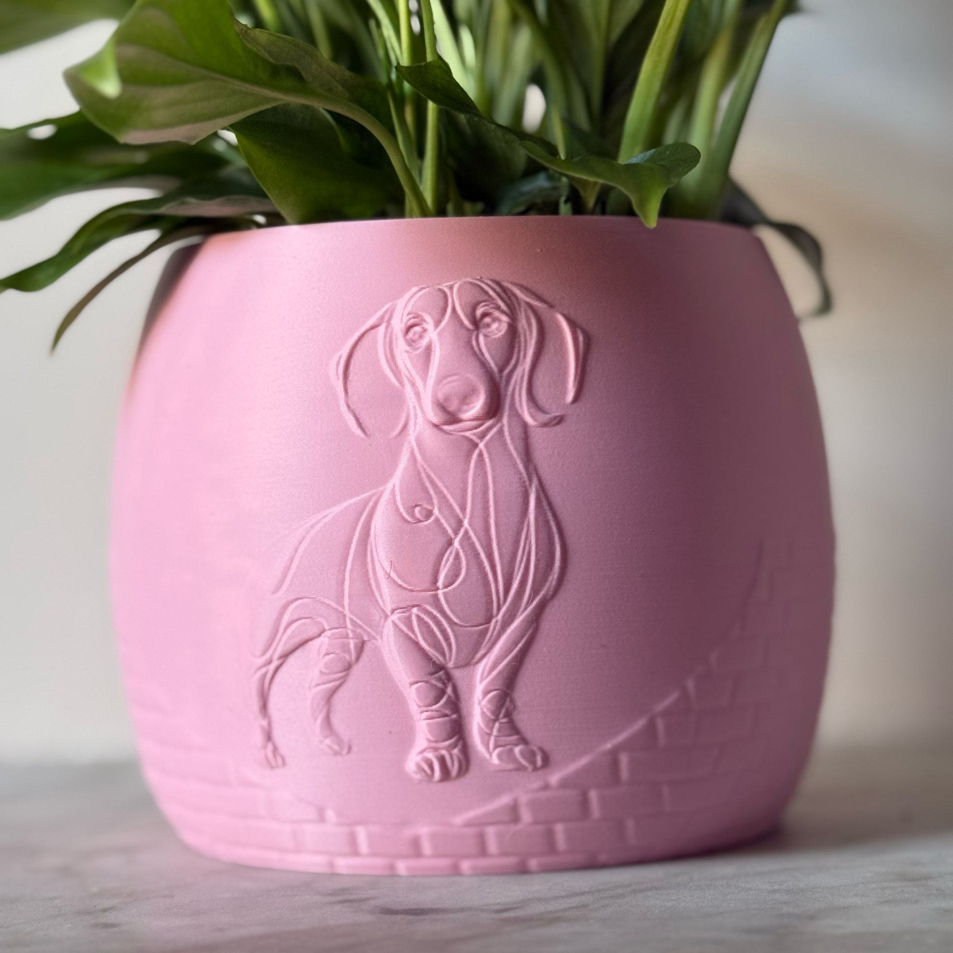 Green potted plant in a pink plant pot with an embossed Sausage Dog standing on a marble surface