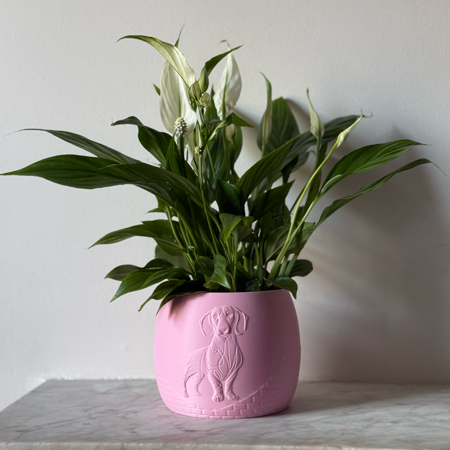 Green potted plant in a pink plant pot with an embossed Sausage Dog standing on a marble surface