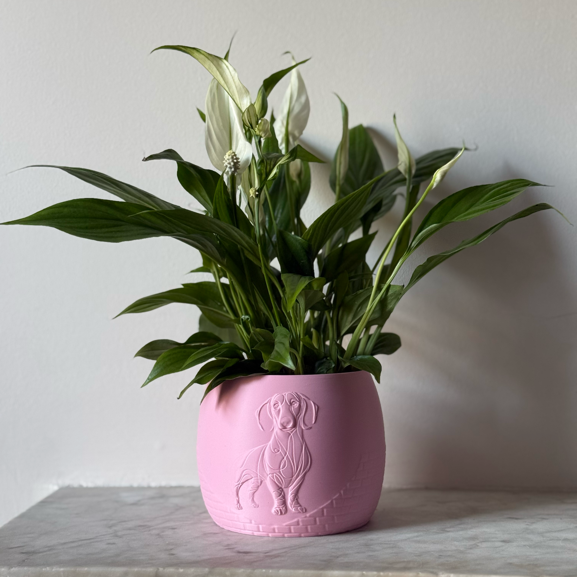 Green potted plant in a pink plant pot with an embossed Sausage Dog standing on a marble surface