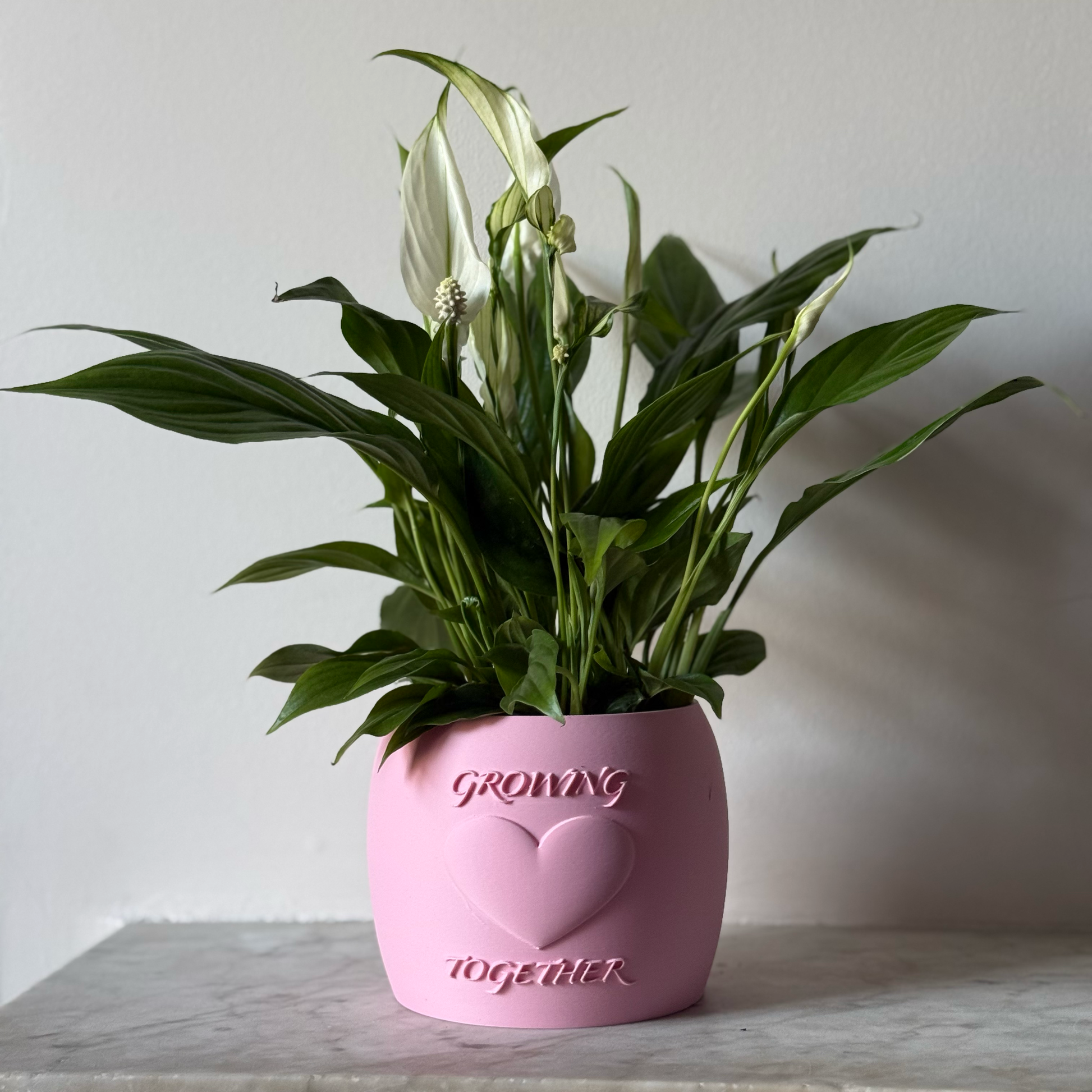 Potted plant in a pink Potfolia plant pot with embossed heart and Growing Together text on a marble surface
