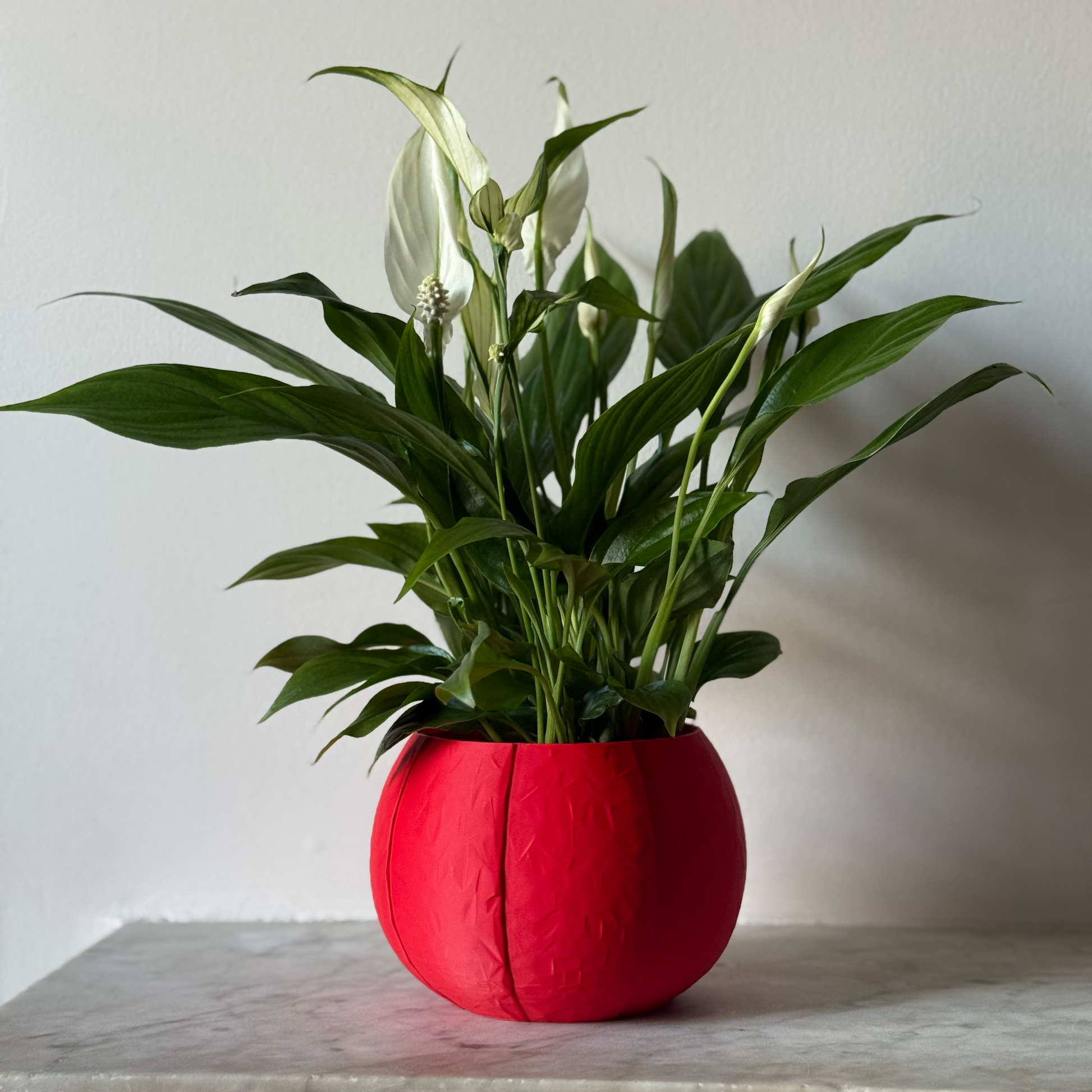 Potted plant in a red plant pot on a marble surface against a white background