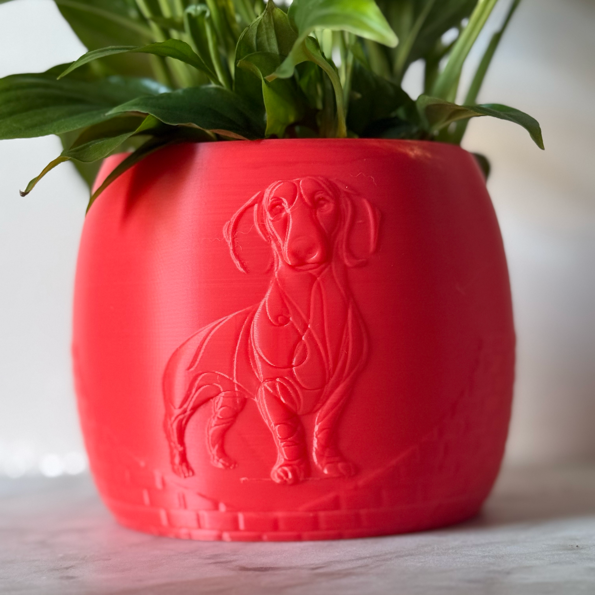 Green potted plant in a red plant pot with an embossed Sausage Dog standing on a marble surface