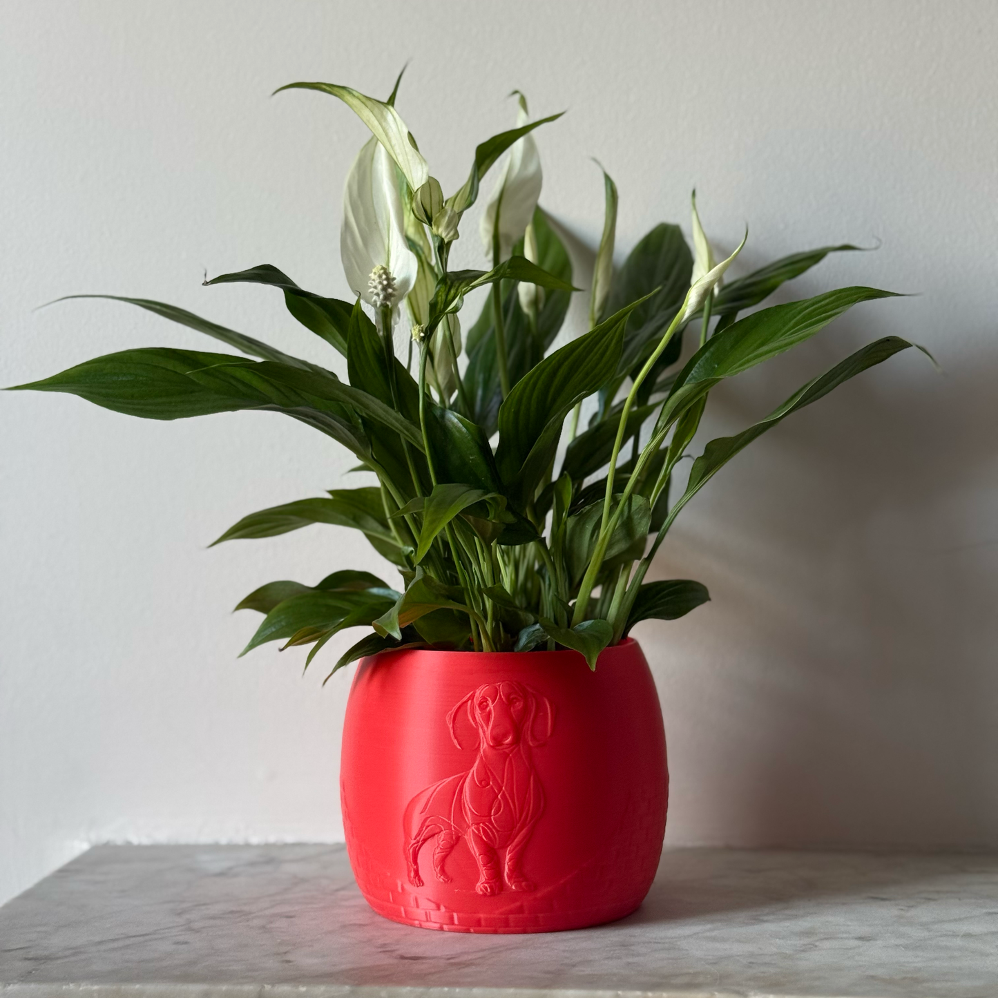 Green potted plant in a red plant pot with an embossed Sausage Dog standing on a marble surface