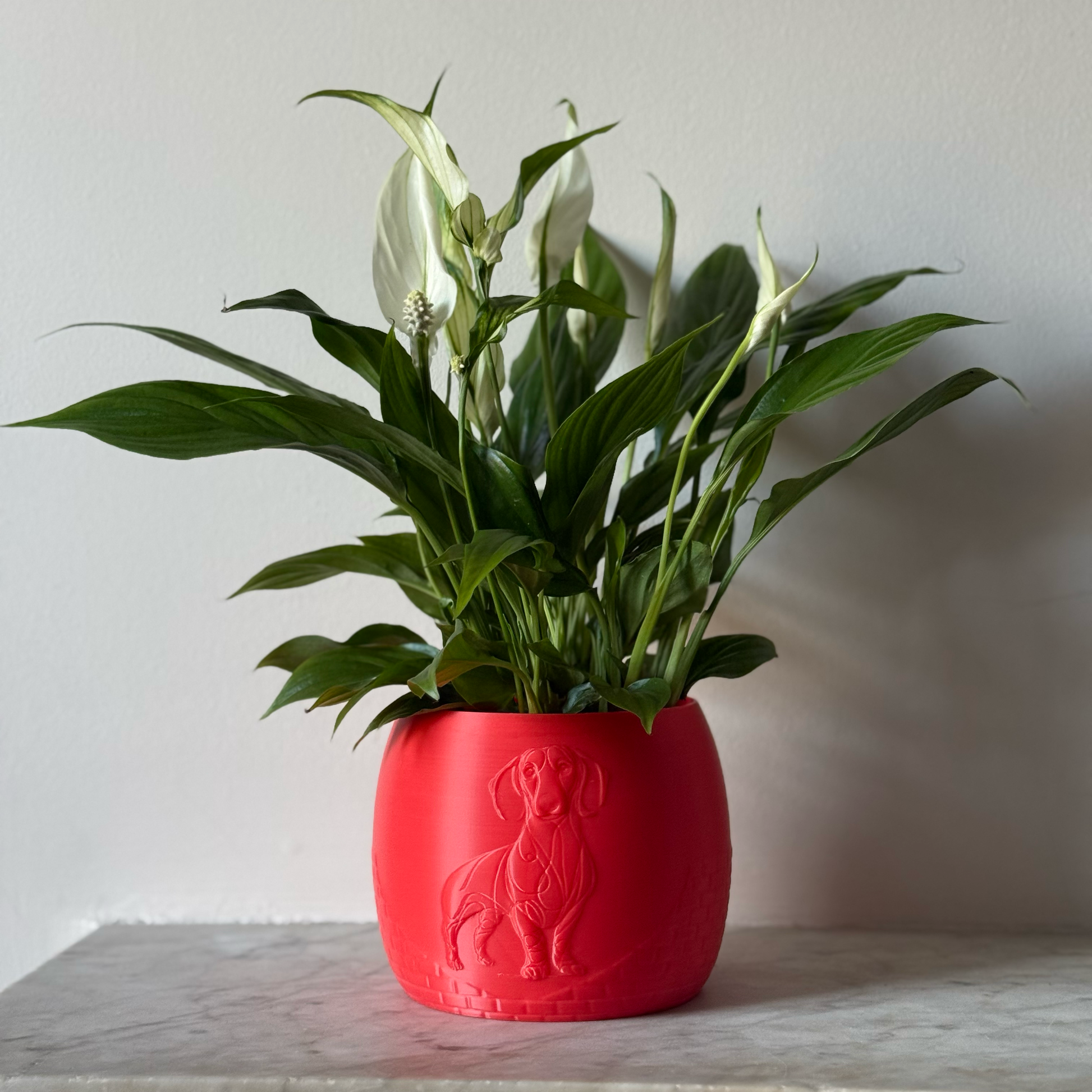 Green potted plant in a red plant pot with an embossed Sausage Dog standing on a marble surface