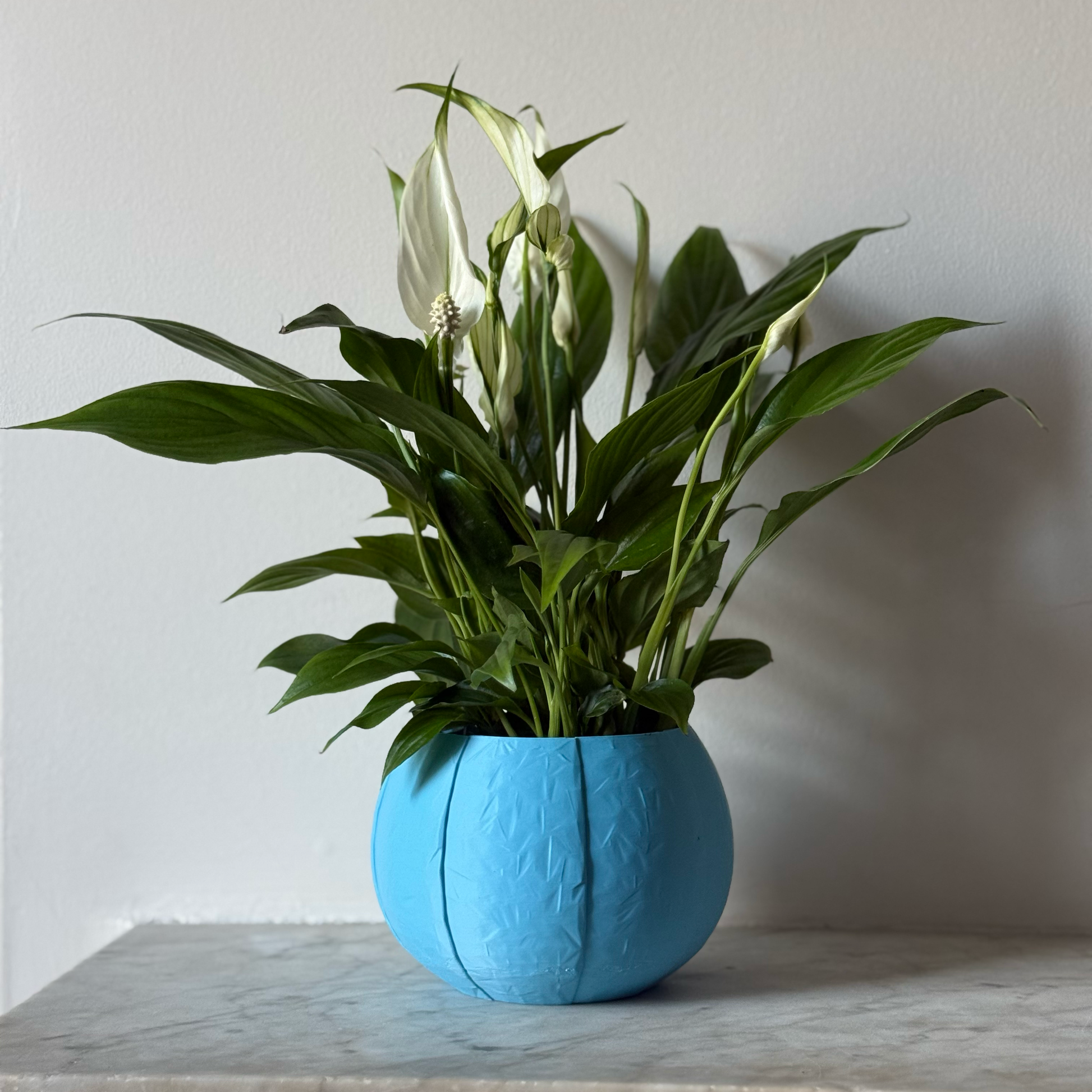 Potted plant in a blue plant pot on a marble surface against a white background