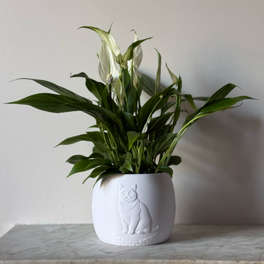 Green potted plant in a white plant pot with an embossed British Shorthair standing on a marble surface
