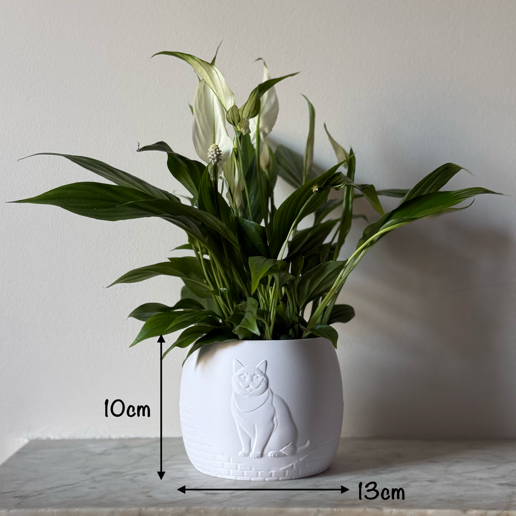 Green potted plant in a white plant pot with an embossed British Shorthair standing on a marble surface with measurements