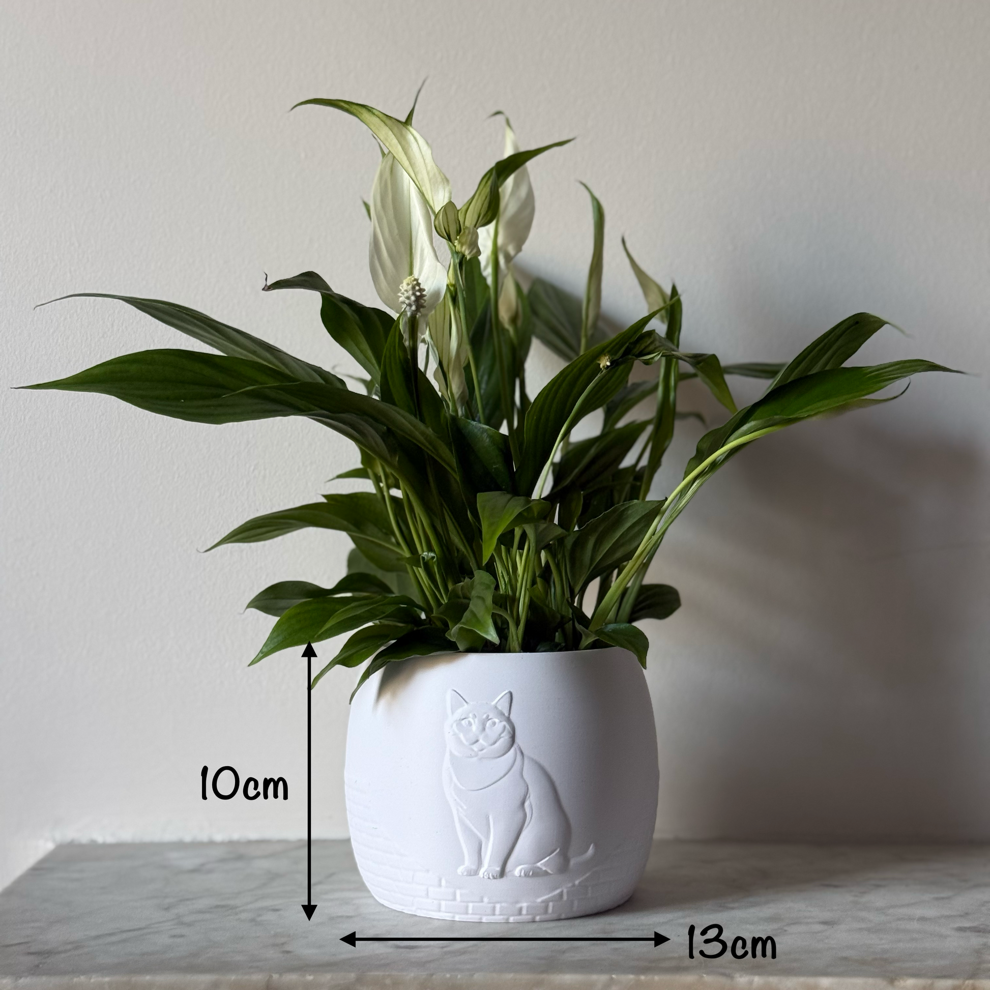 Green potted plant in a white plant pot with an embossed British Shorthair standing on a marble surface with measurements