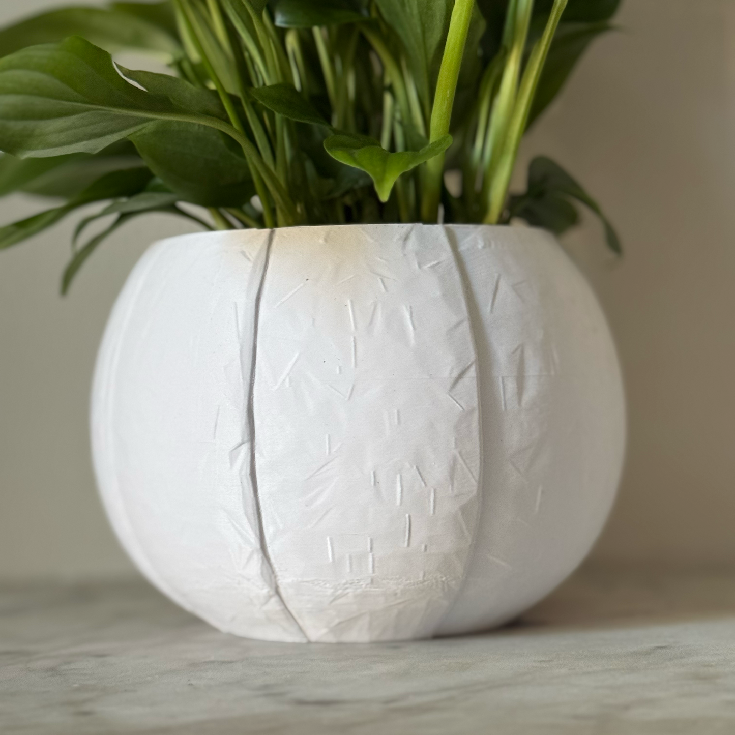 Potted plant in a white plant pot on a marble surface against a white background