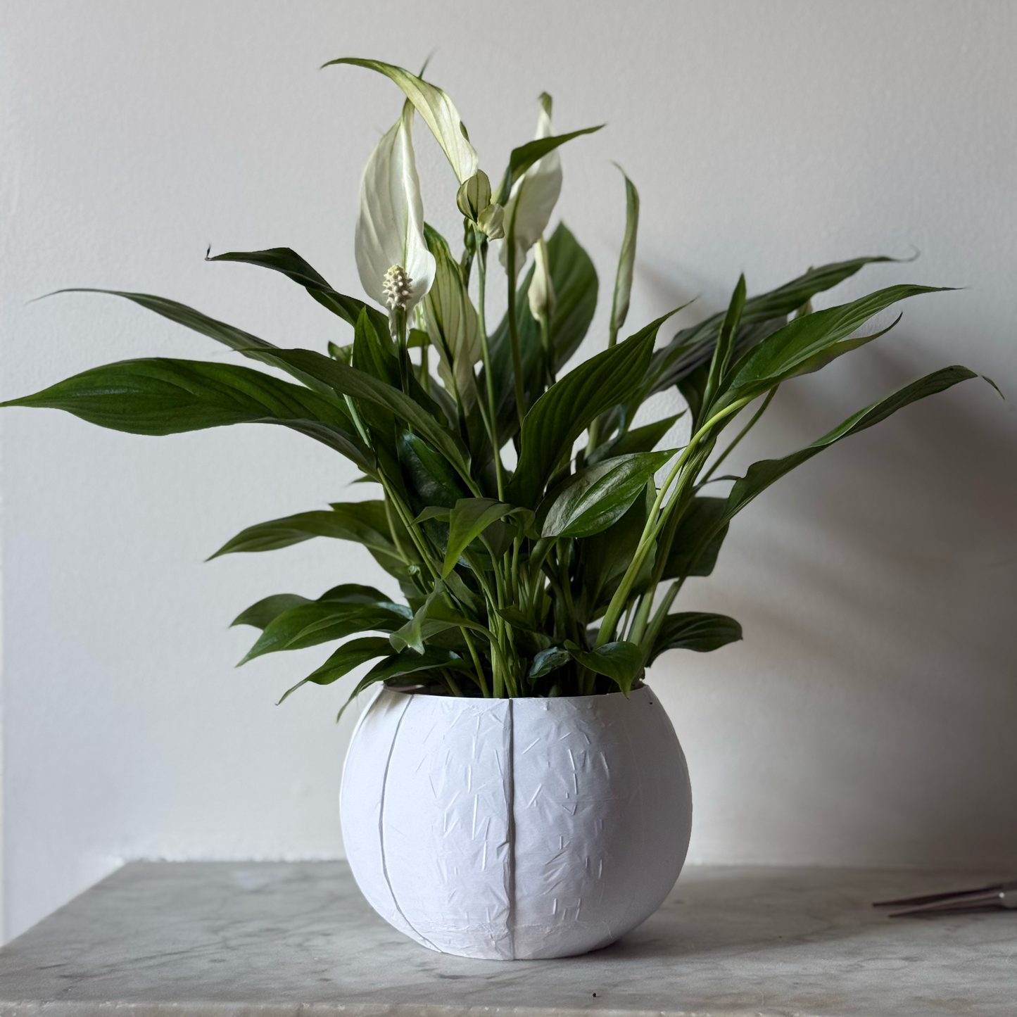 Potted plant in a white plant pot on a marble surface against a white background
