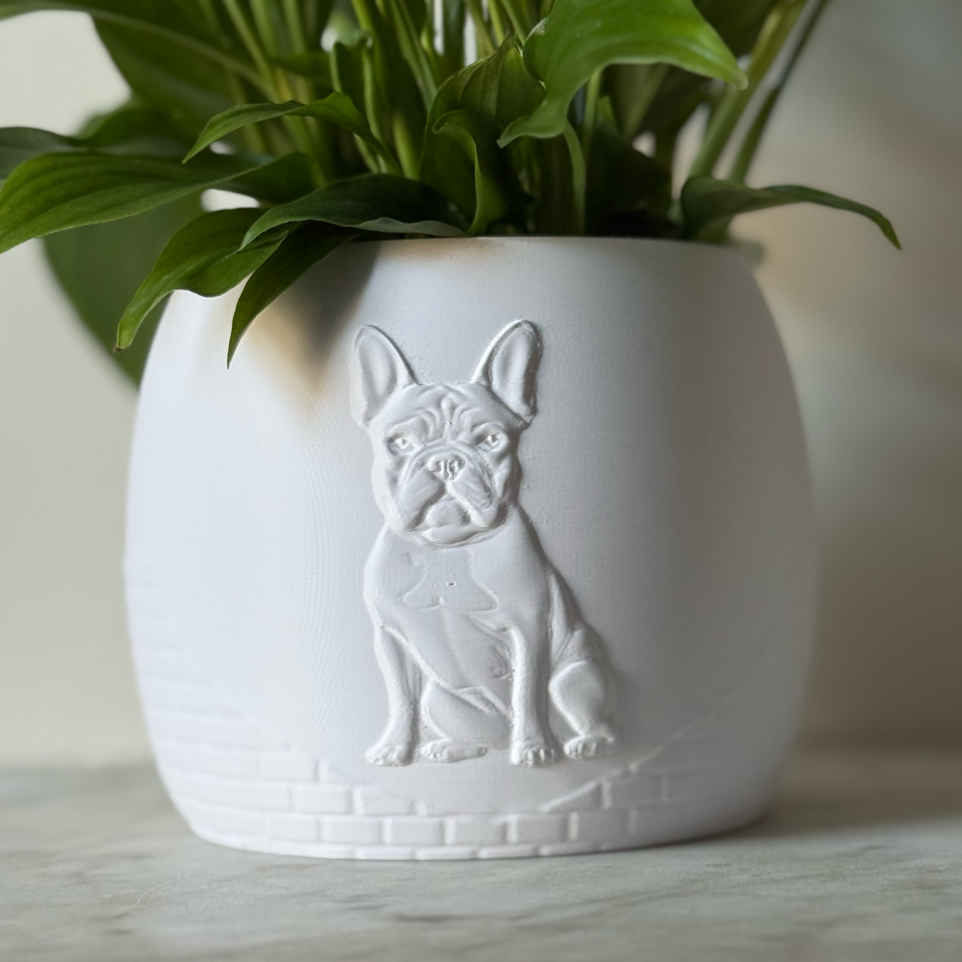 Green potted plant in a white plant pot with an embossed French Bulldog standing on a marble surface