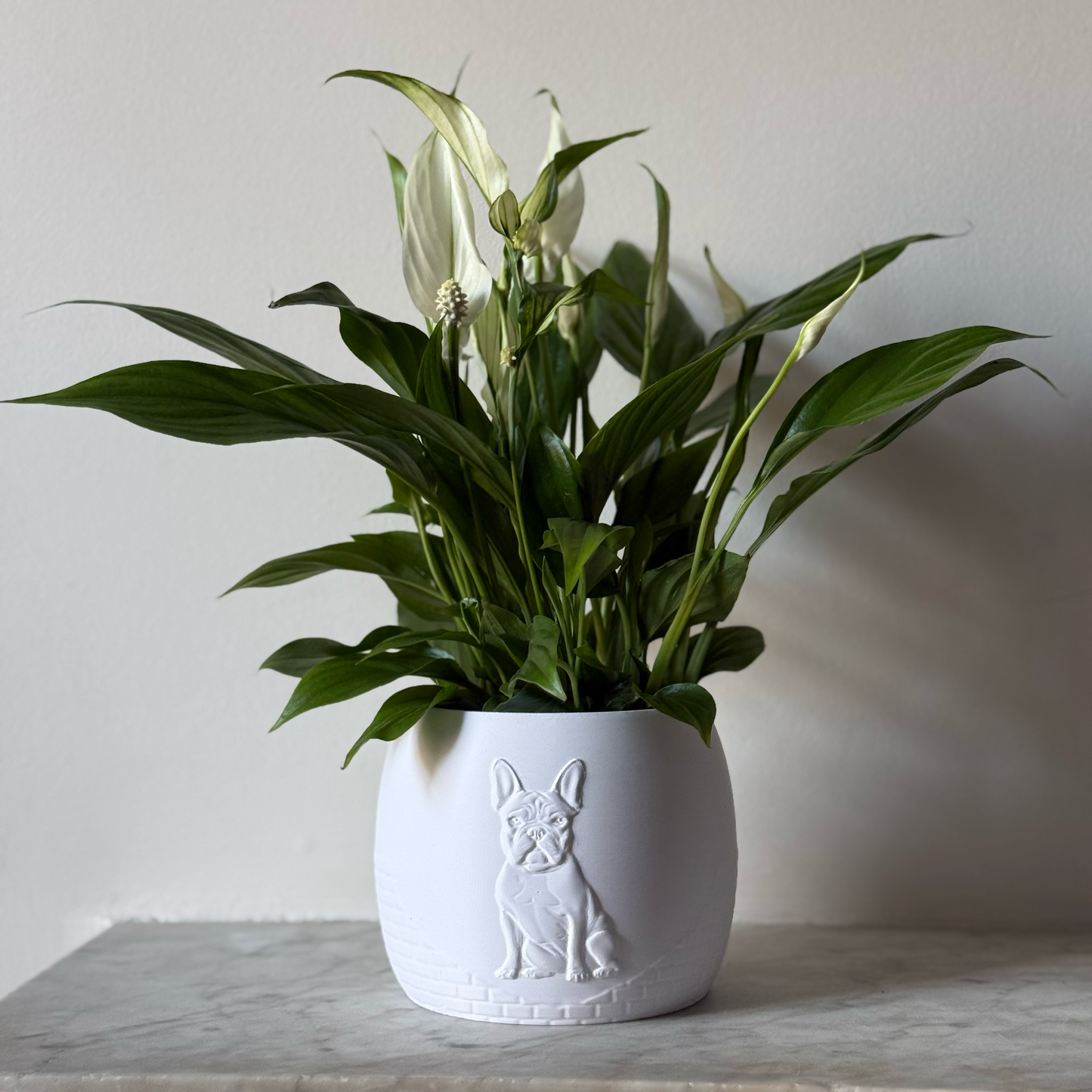 Green potted plant in a white plant pot with an embossed French Bulldog standing on a marble surface