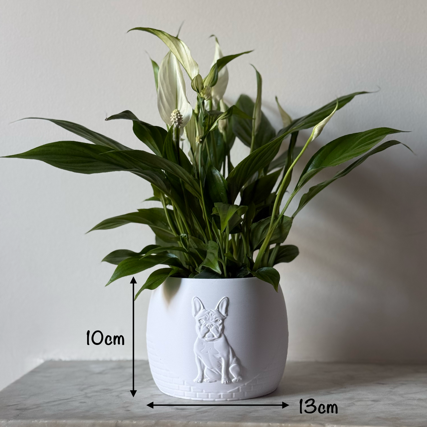 Green potted plant in a white plant pot with an embossed French Bulldog standing on a marble surface with dimensions