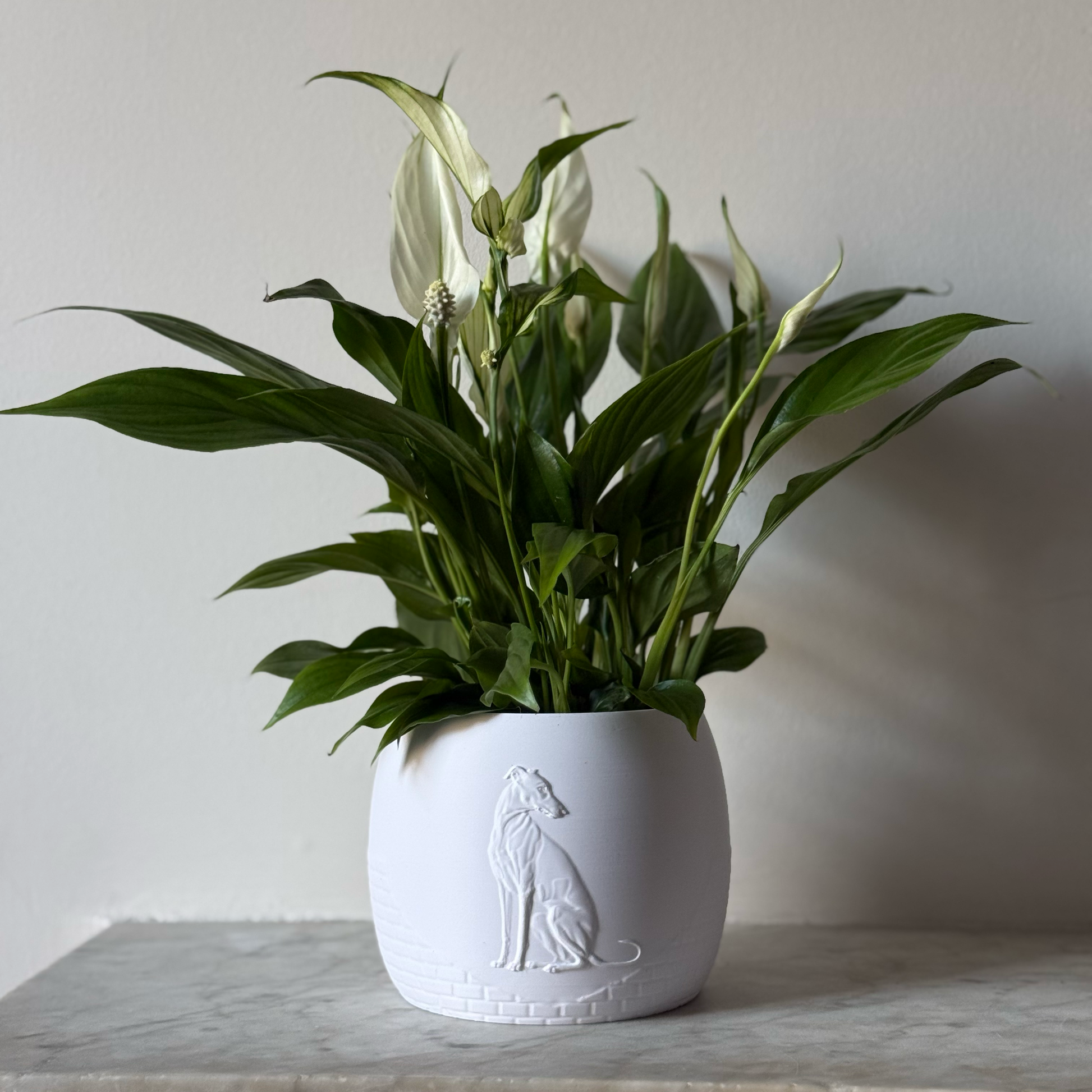 Green potted plant in a white plant pot with an embossed Greyhound standing on a marble surface