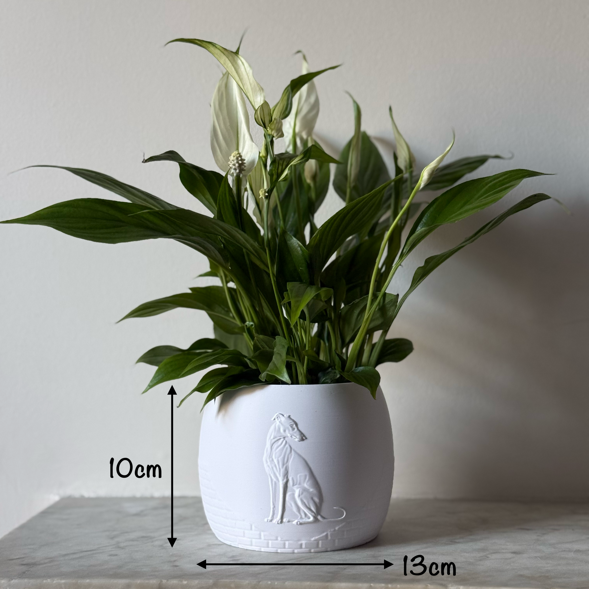 Green potted plant in a white plant pot with an embossed Greyhound standing on a marble surface with measurements