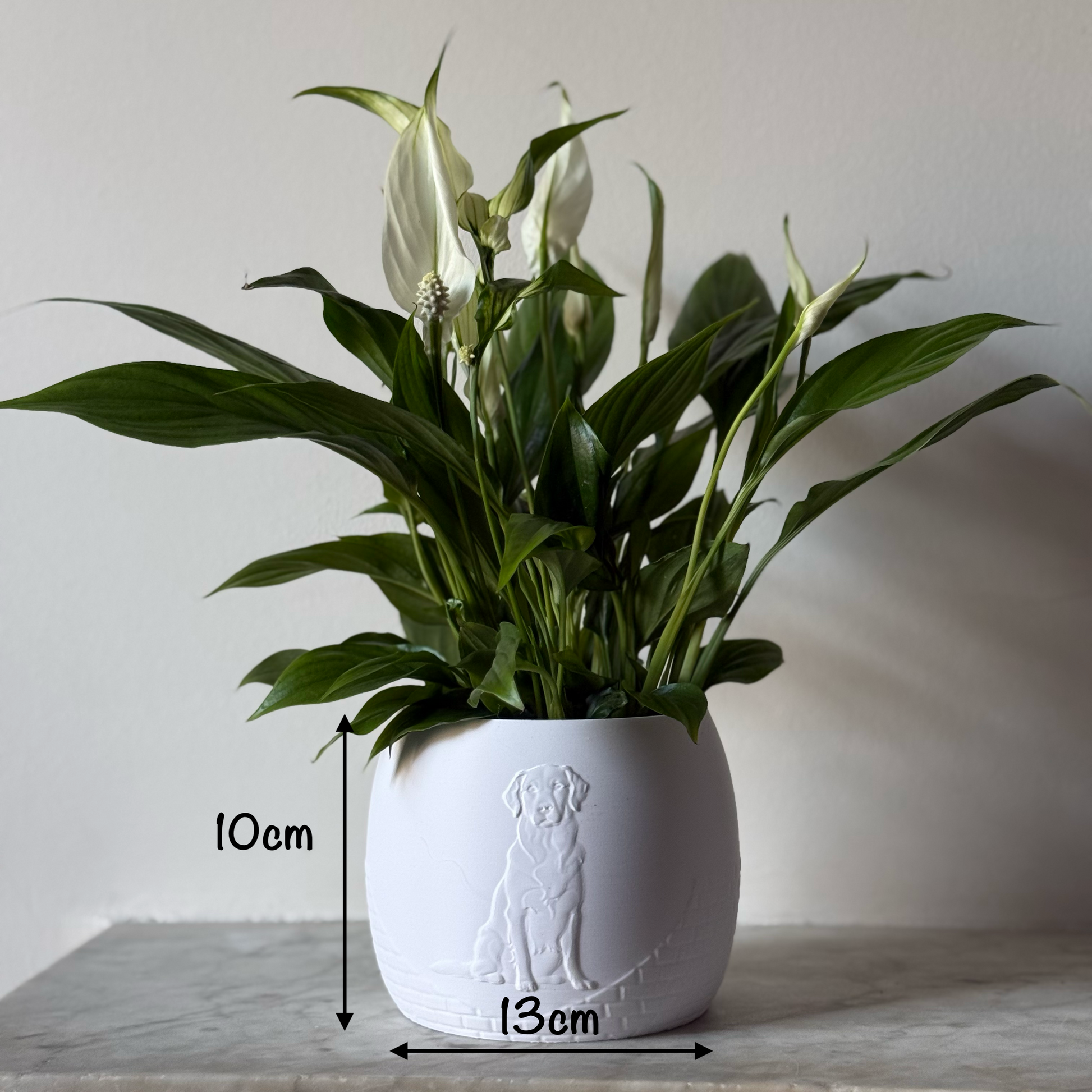 Green potted plant in a white plant pot with an embossed Labrador standing on a marble surface with dimensions