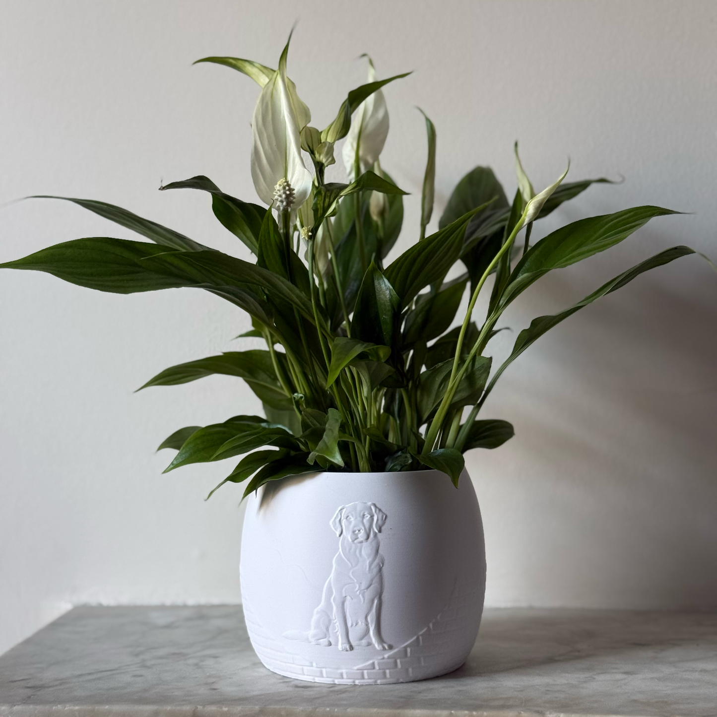 Green potted plant in a white plant pot with an embossed Labrador standing on a marble surface